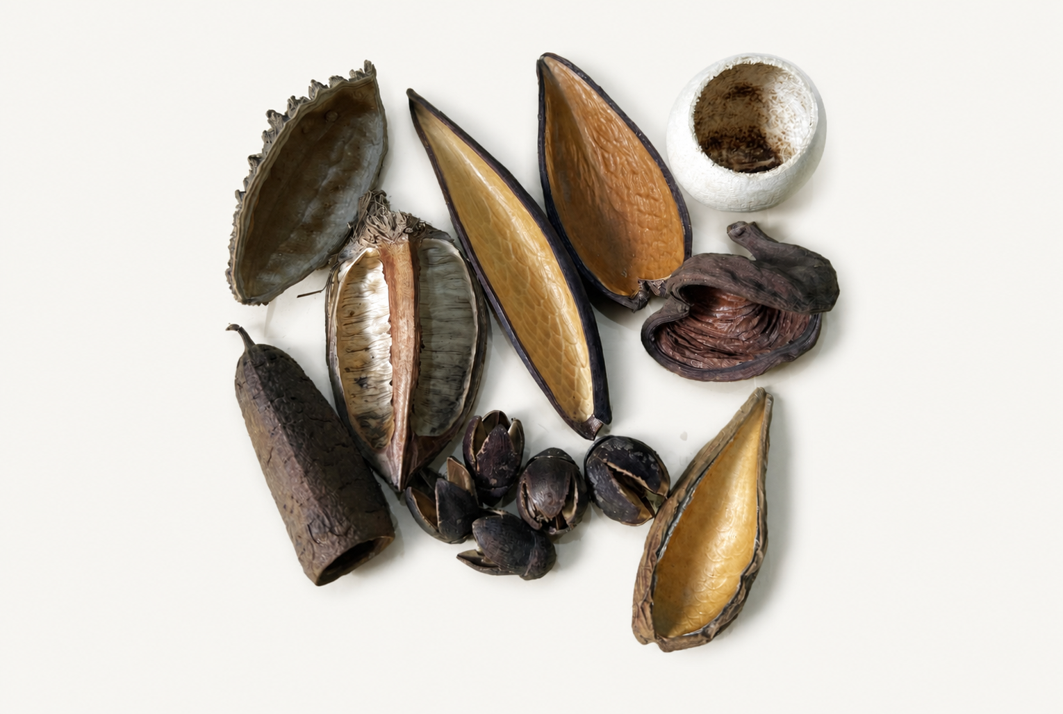 BBA catalogue photograph: Curated Blackwater Botanical Pod Pack – 13-Piece Mix