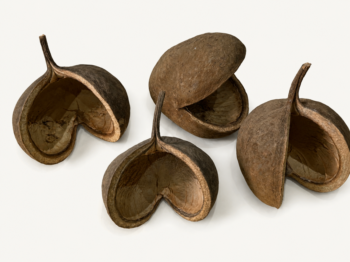 BBA catalogue photograph: Buddha Nut (Pterygota alata) – Natural Seed Pod