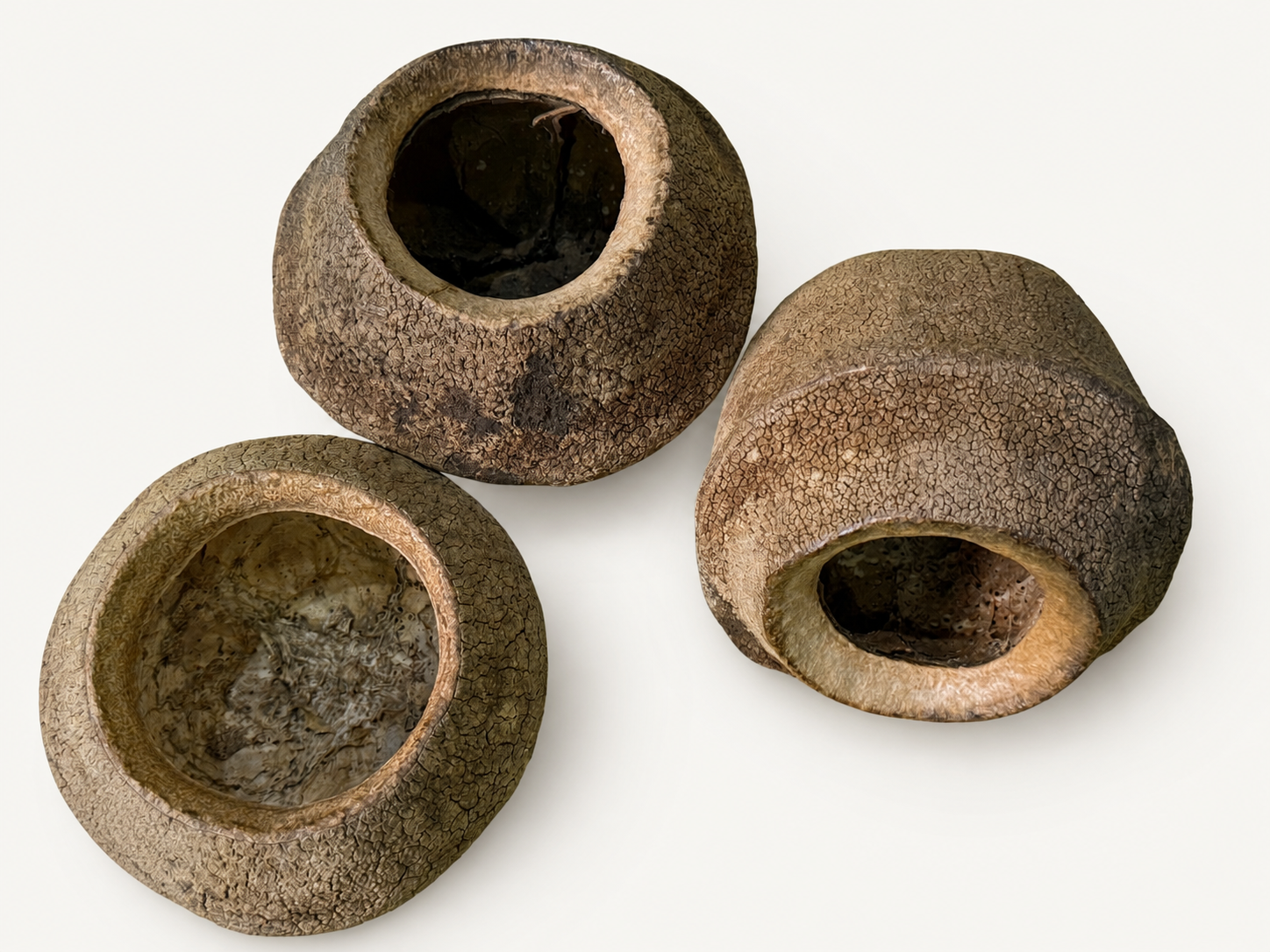 BBA catalogue photograph: Sapucaia Pod / Monkey Pot (Lecythis pisonis) – Natural Seed Pod