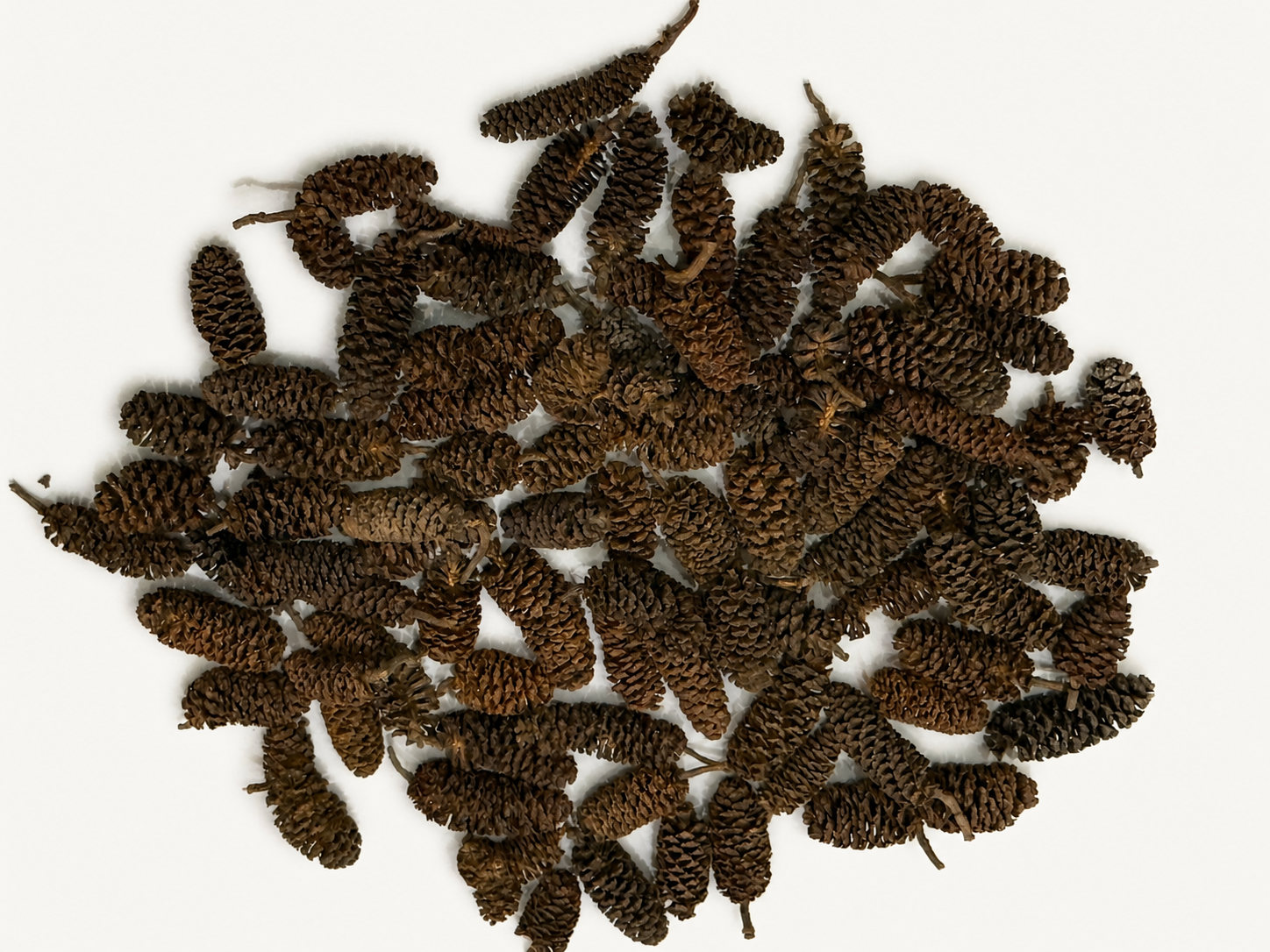 BBA catalogue photograph: Alder Cones – Aquarium Botanicals