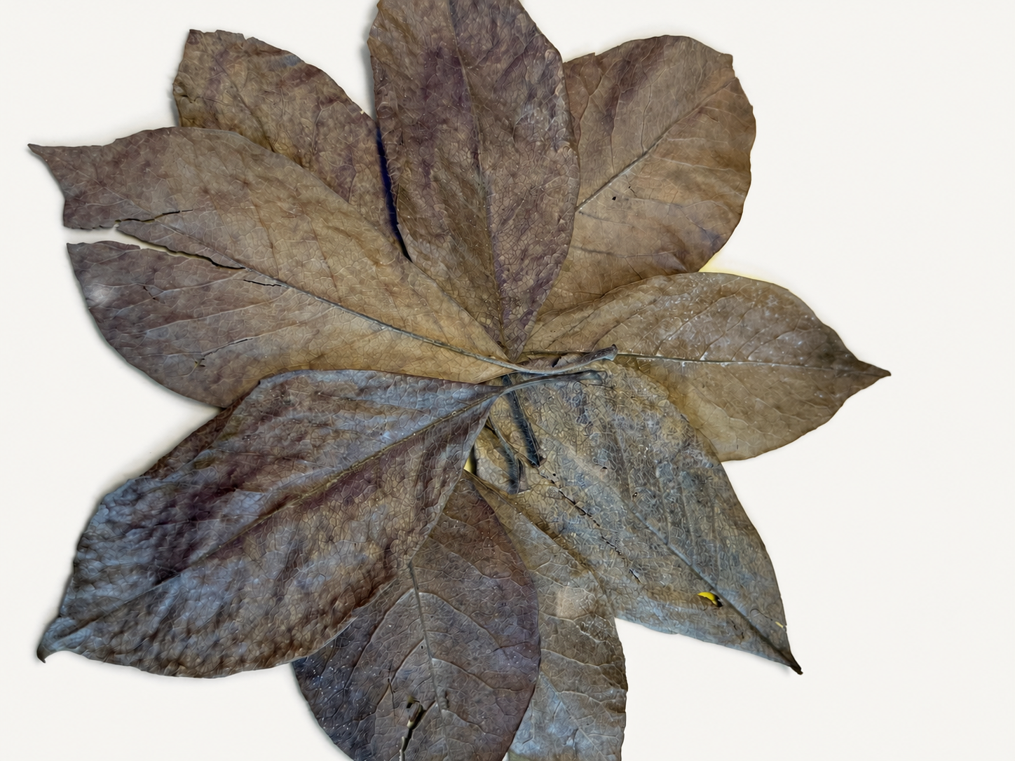 BBA catalogue photograph: Dried Magnolia Leaves – Natural Aquarium Leaf Litter