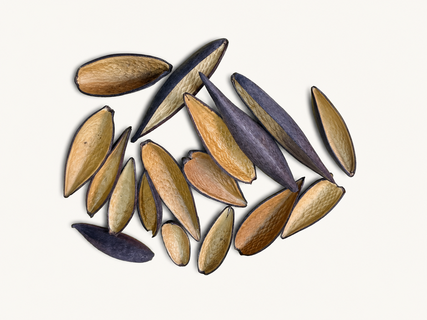 BBA catalogue photograph: Canoinhas Pods (Funtumia elastica) – Natural Seed Pods