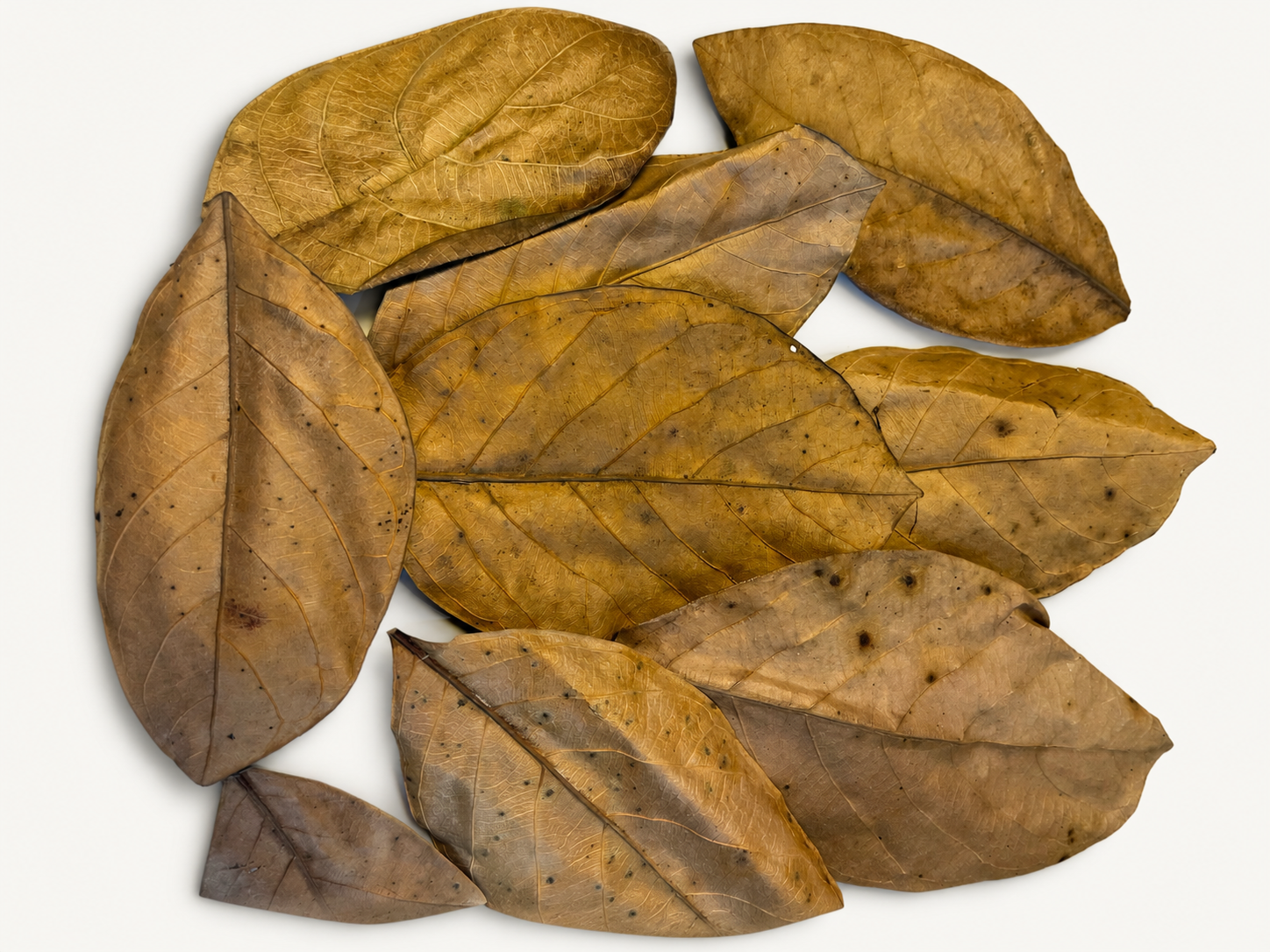 BBA catalogue photograph: Dried Jackfruit Leaves (Artocarpus heterophyllus) – Blackwater Leaf Litter