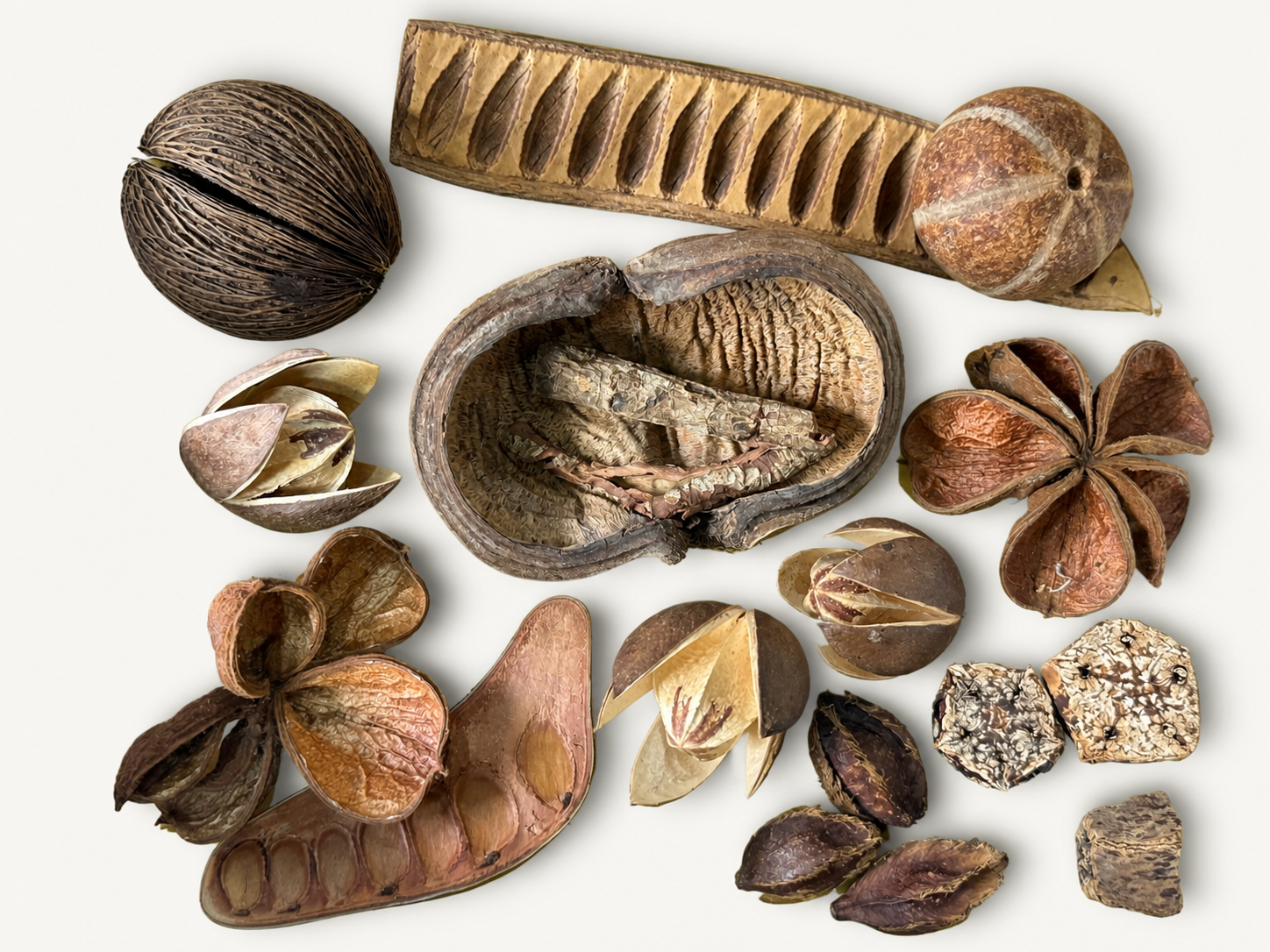 BBA catalogue photograph: Blackwater Botanical Box – Tannins, Structure & Micro-Habitats