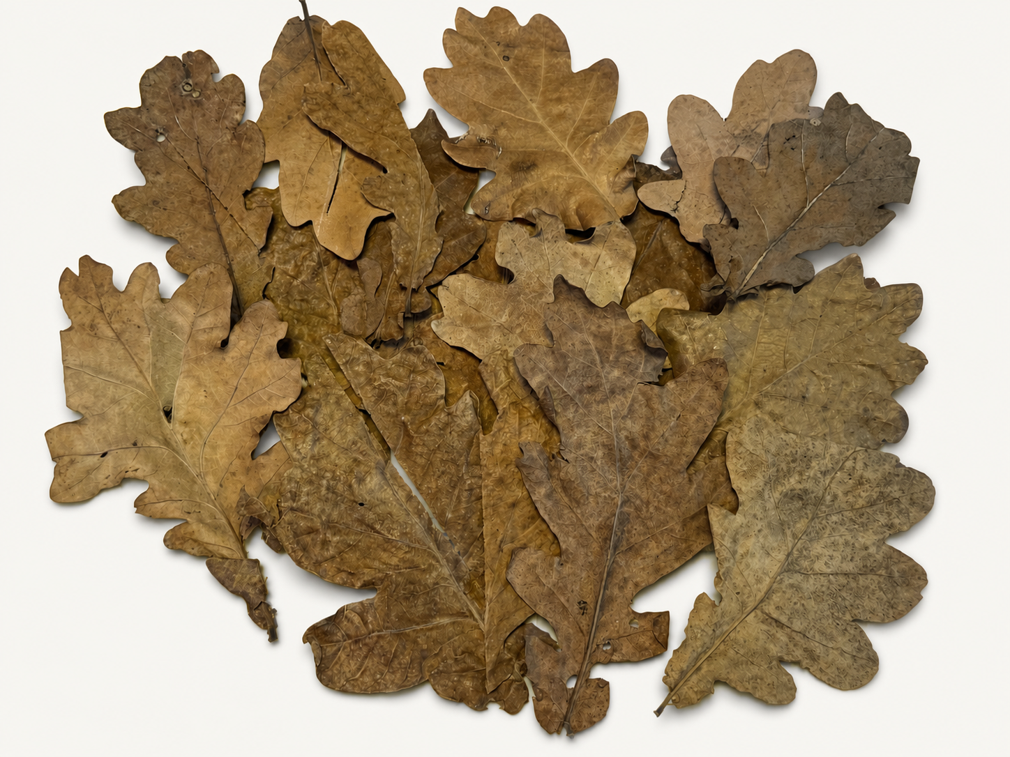 BBA catalogue photograph: Dried Oak Leaves – Natural Aquarium Leaf Litter