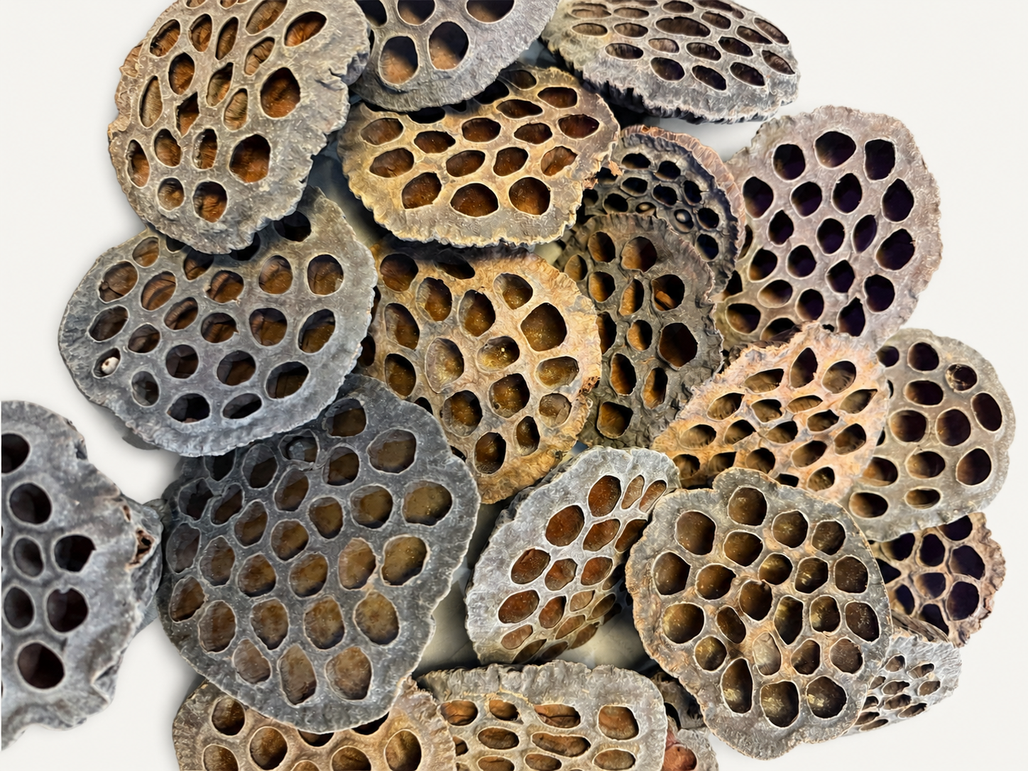 Lotus seed pods product image
