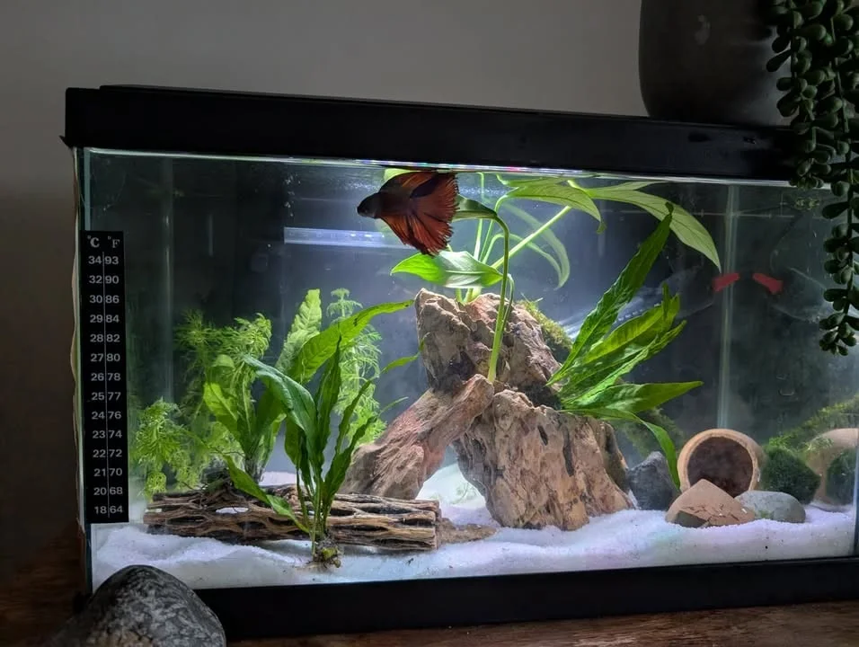 Louise W.’s planted Betta aquarium