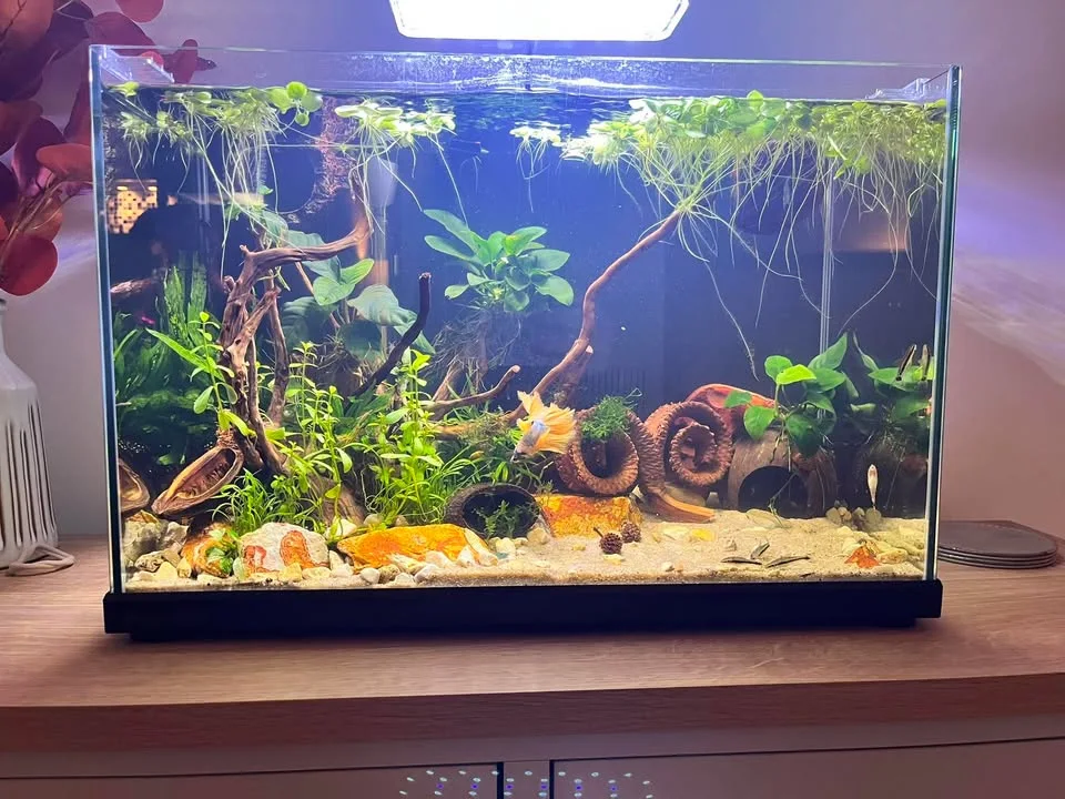Charlotte’s planted aquarium using botanicals from her BBA box