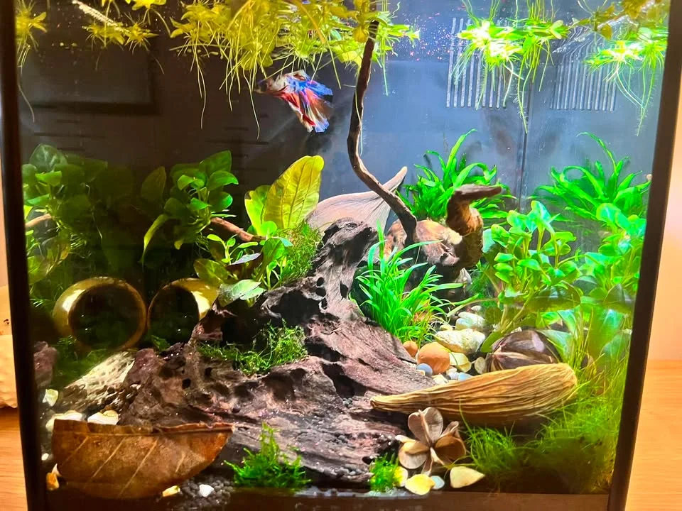Charlotte’s Betta aquarium using botanicals from her BBA box