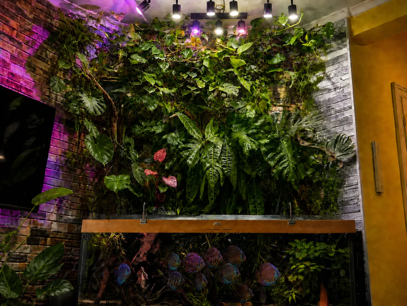 Dense living plant wall growing above a large home aquarium filled with discus.