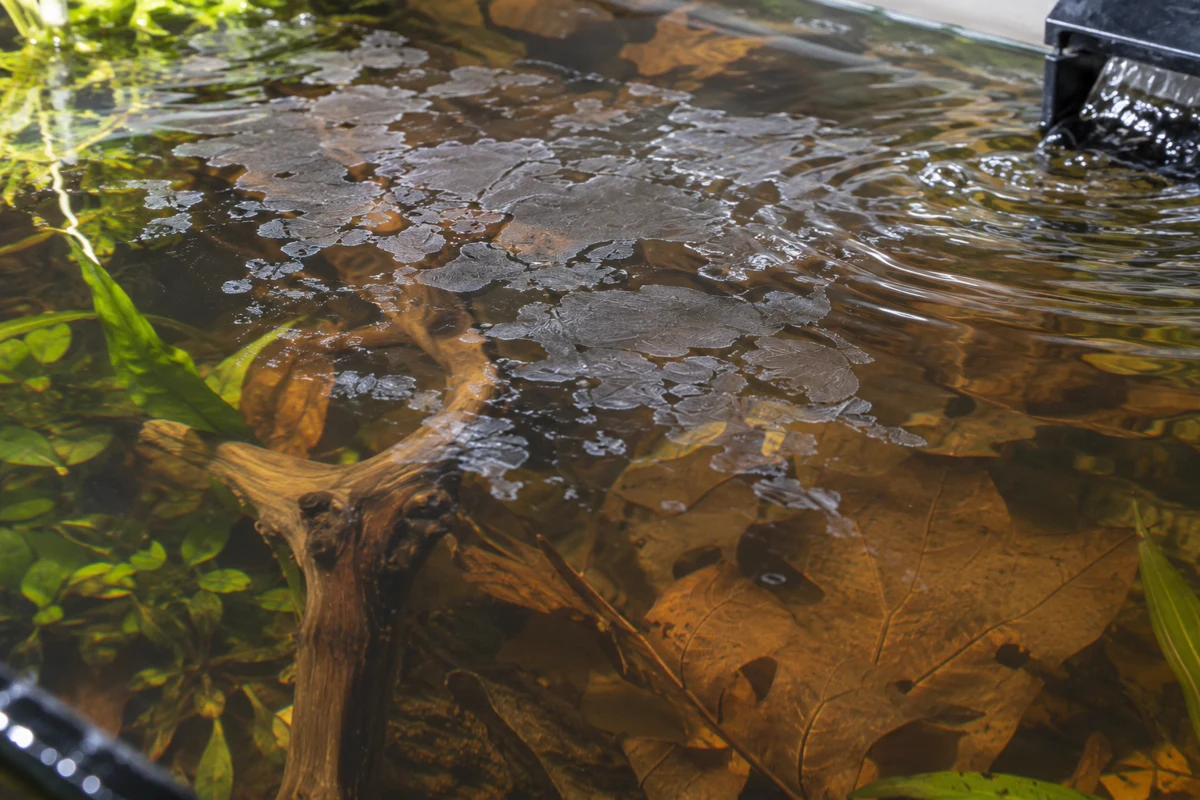 Patchy grey film on the aquarium water surface, broken by ripples near a filter outlet.