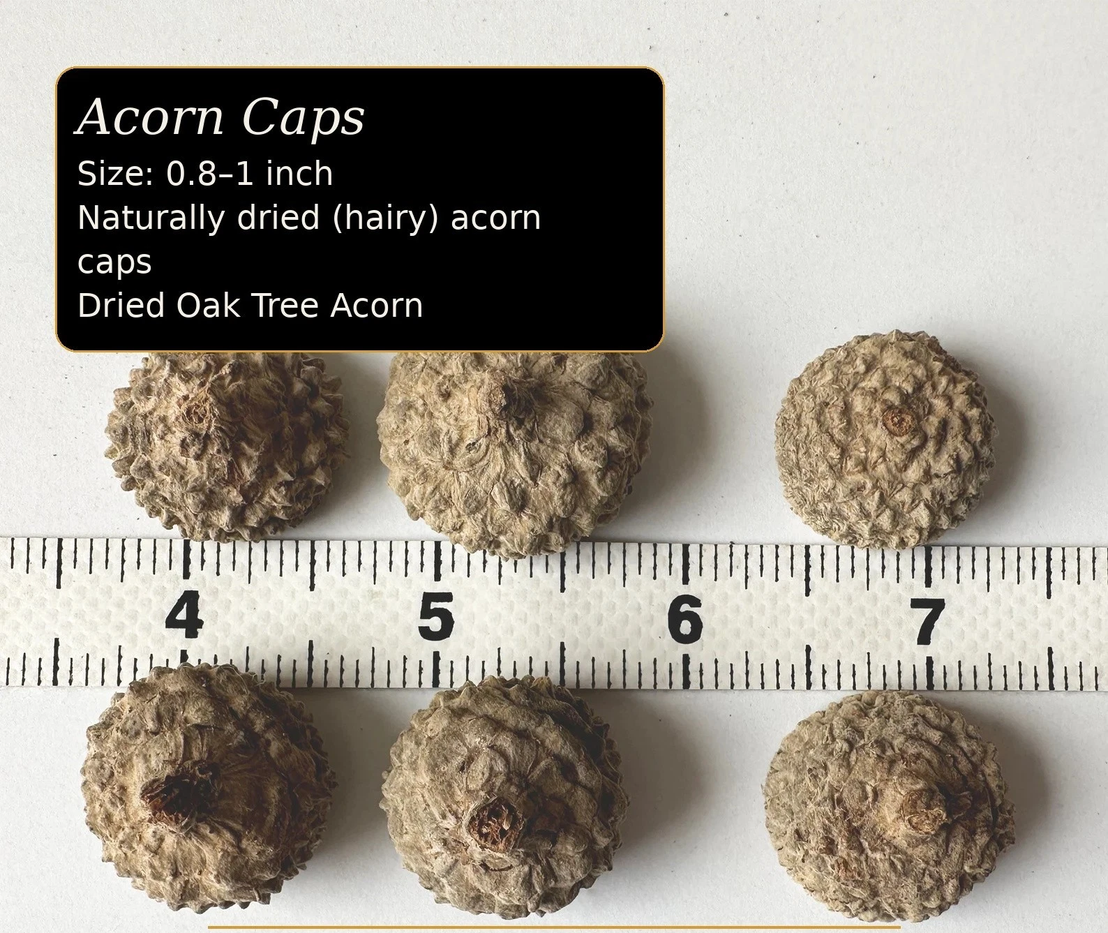 Acorn Caps (Quercus spp.) – Natural Botanical Caps thumbnail 2