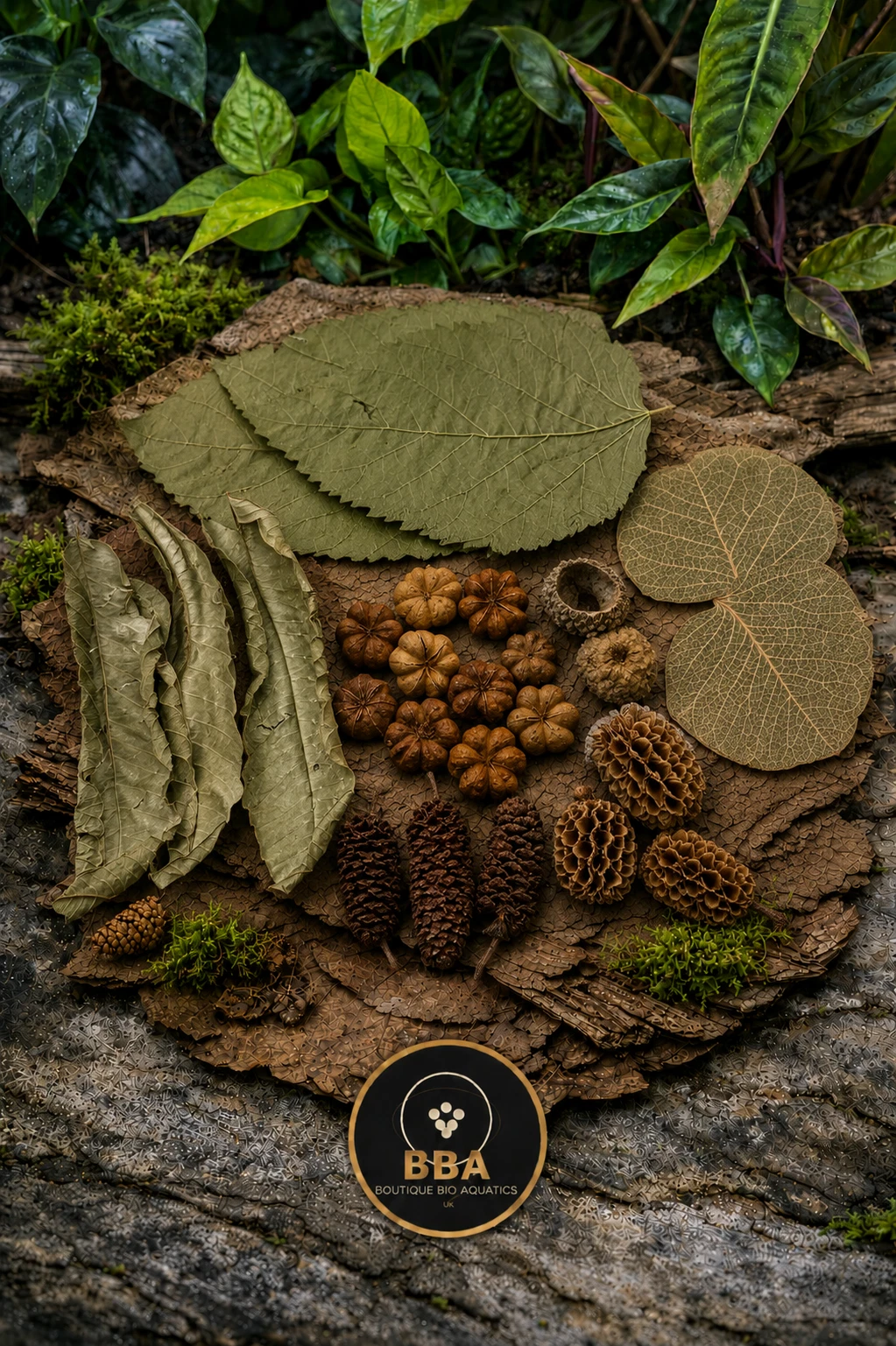 Aquarium Botanical Starter Box – Natural Pods, Cones & Leaf Litter