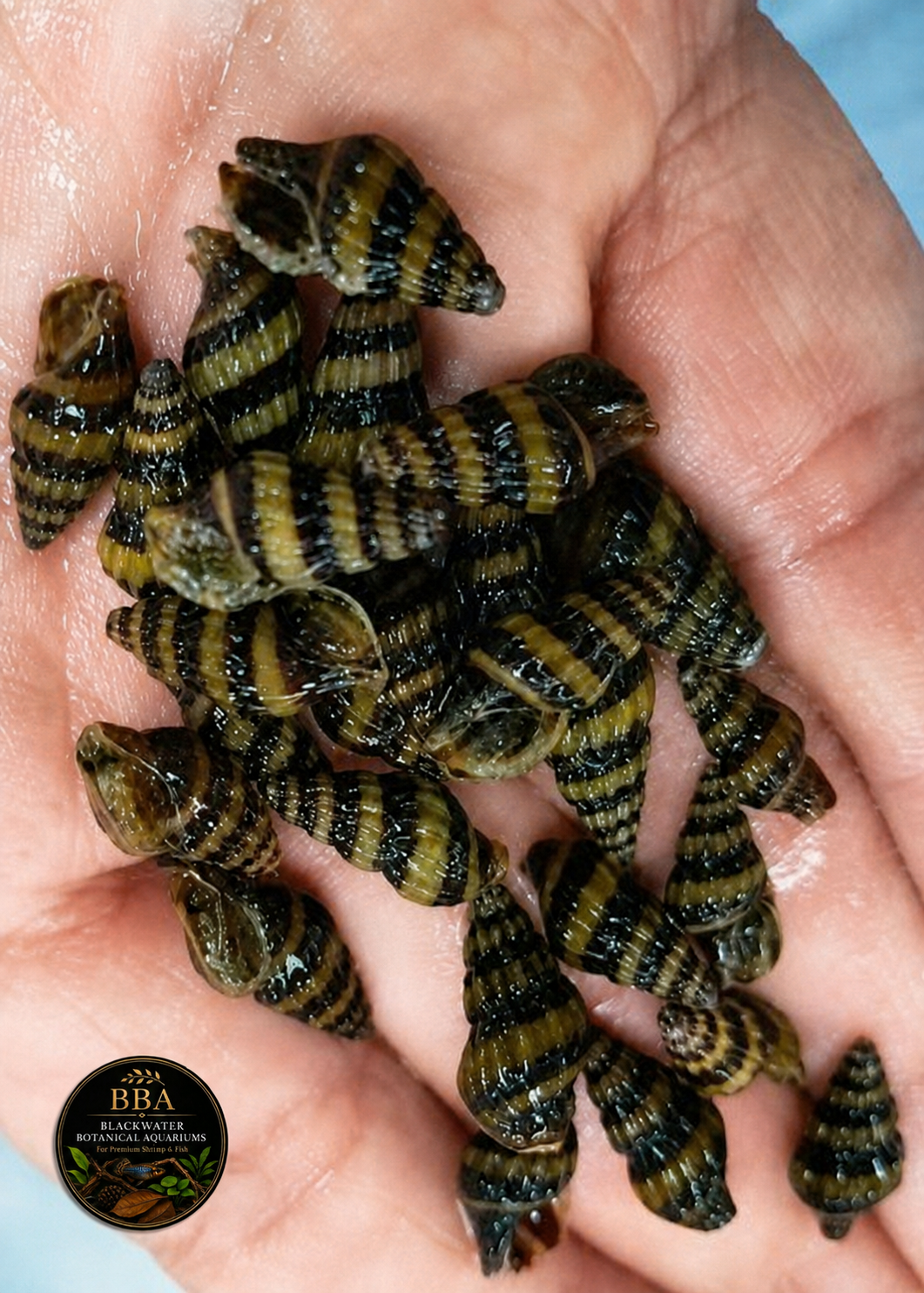Captive-bred Clea helena Assassin Snail with a dark and golden striped conical shell in a freshwater aquarium