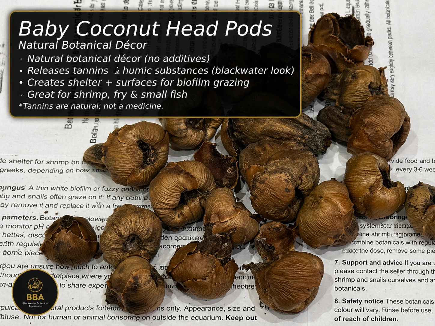Baby Coconut Head Pods – Natural Botanical Pods thumbnail 2