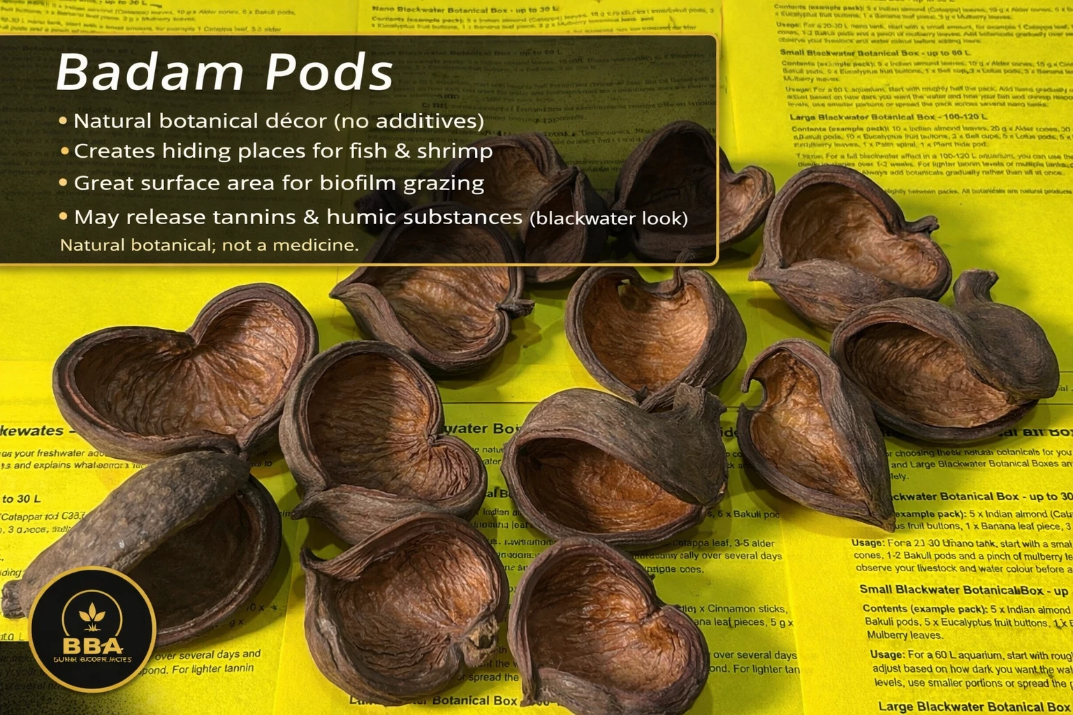 Badam Pods – Natural Botanical Pods thumbnail 2