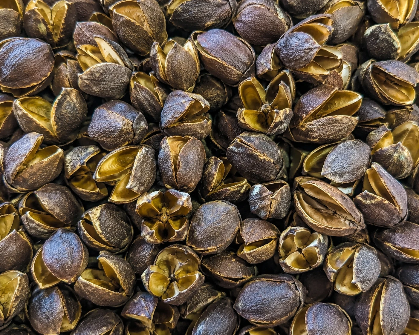 Bakuli Pods – Aquarium Botanicals thumbnail 2