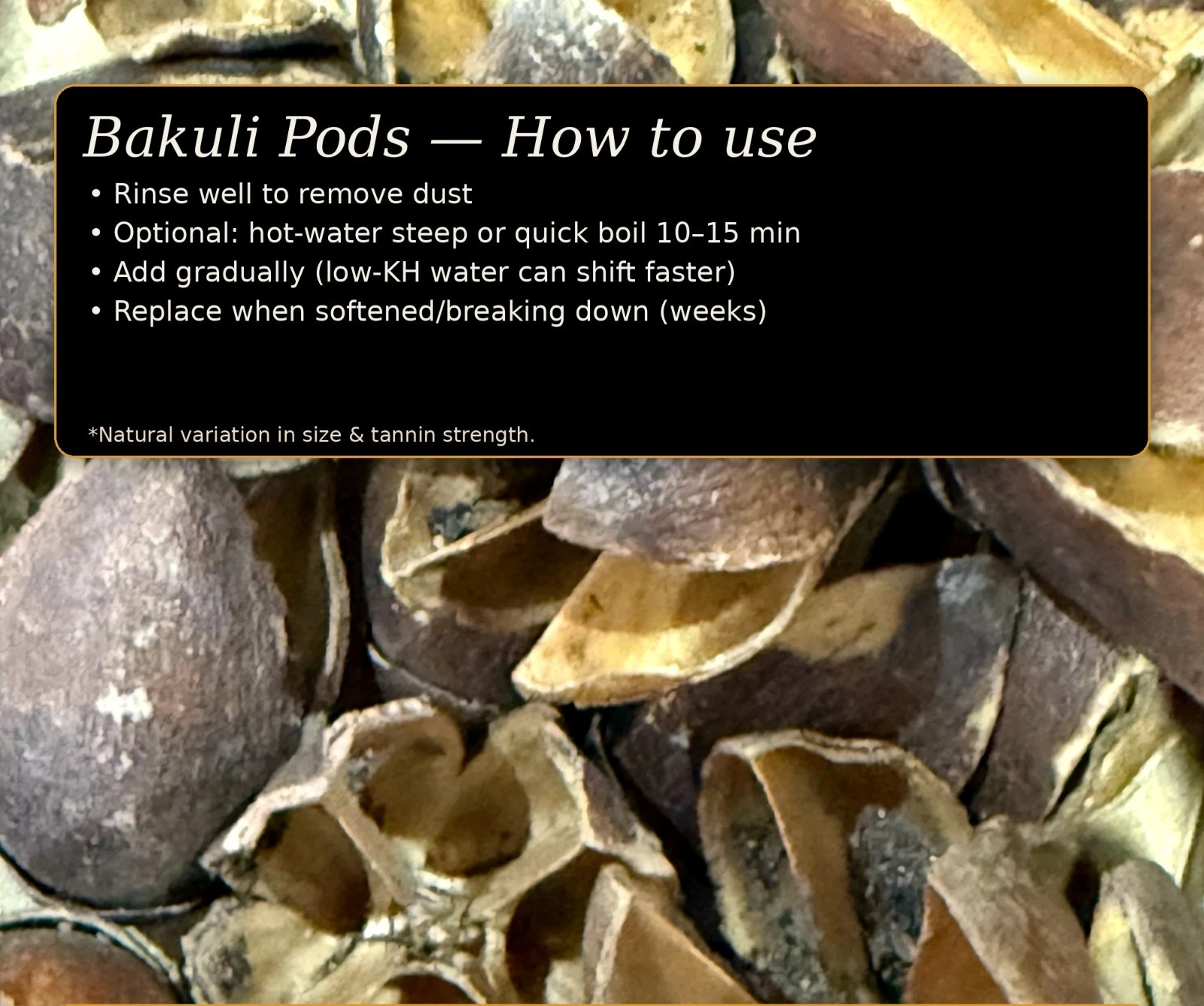 Bakuli Pods – Aquarium Botanicals thumbnail 3