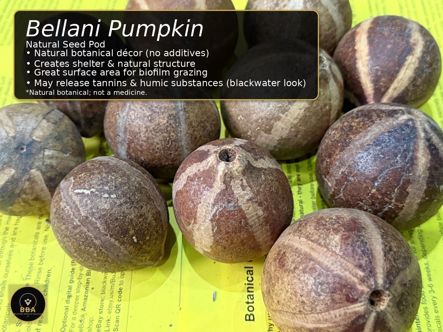 Bellani Pumpkin Pod – Natural Seed Pod thumbnail 2