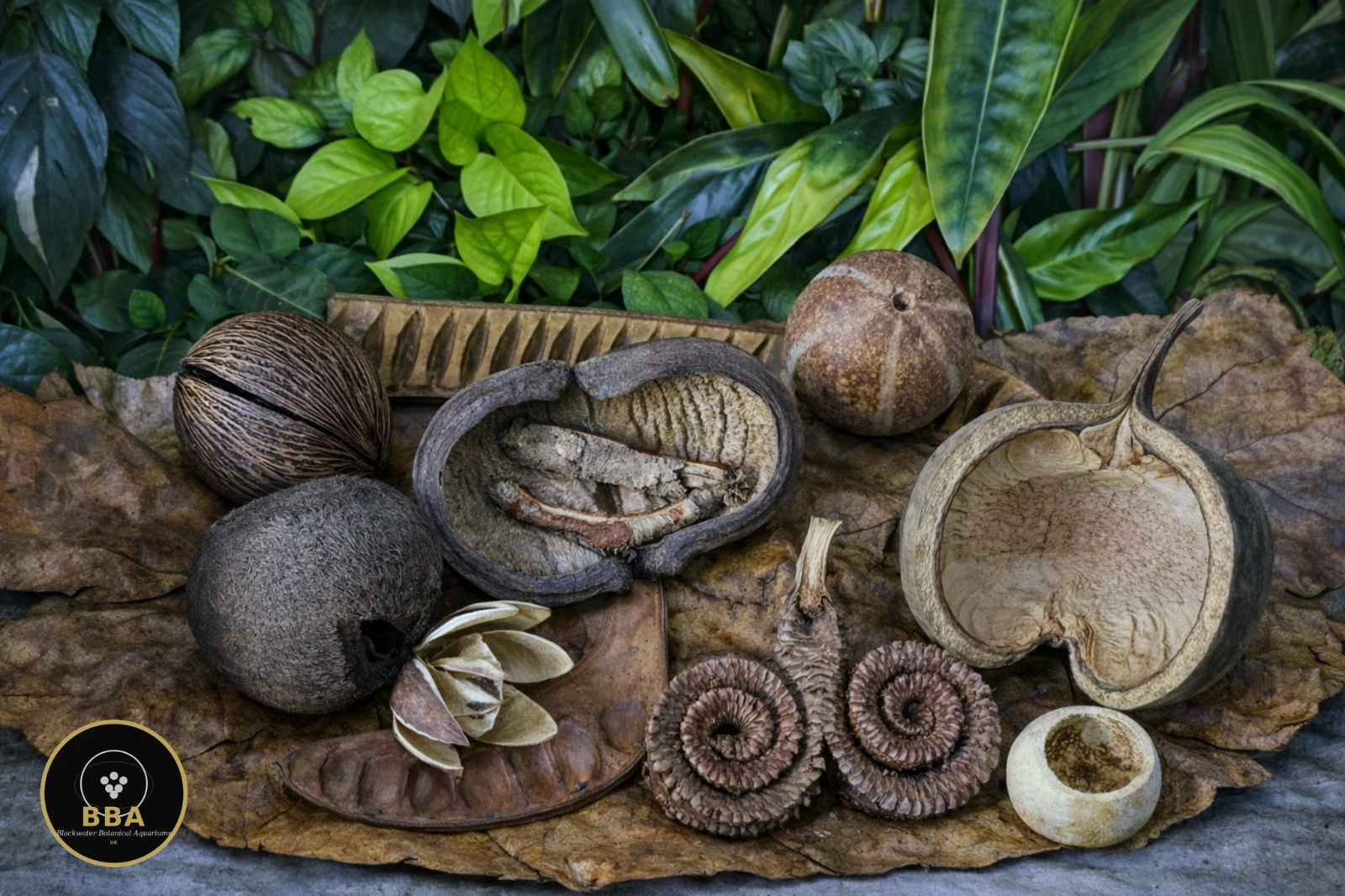 Blackwater Botanical Box – Big Structure, Shelters & Detail (Buddha Nut) product image