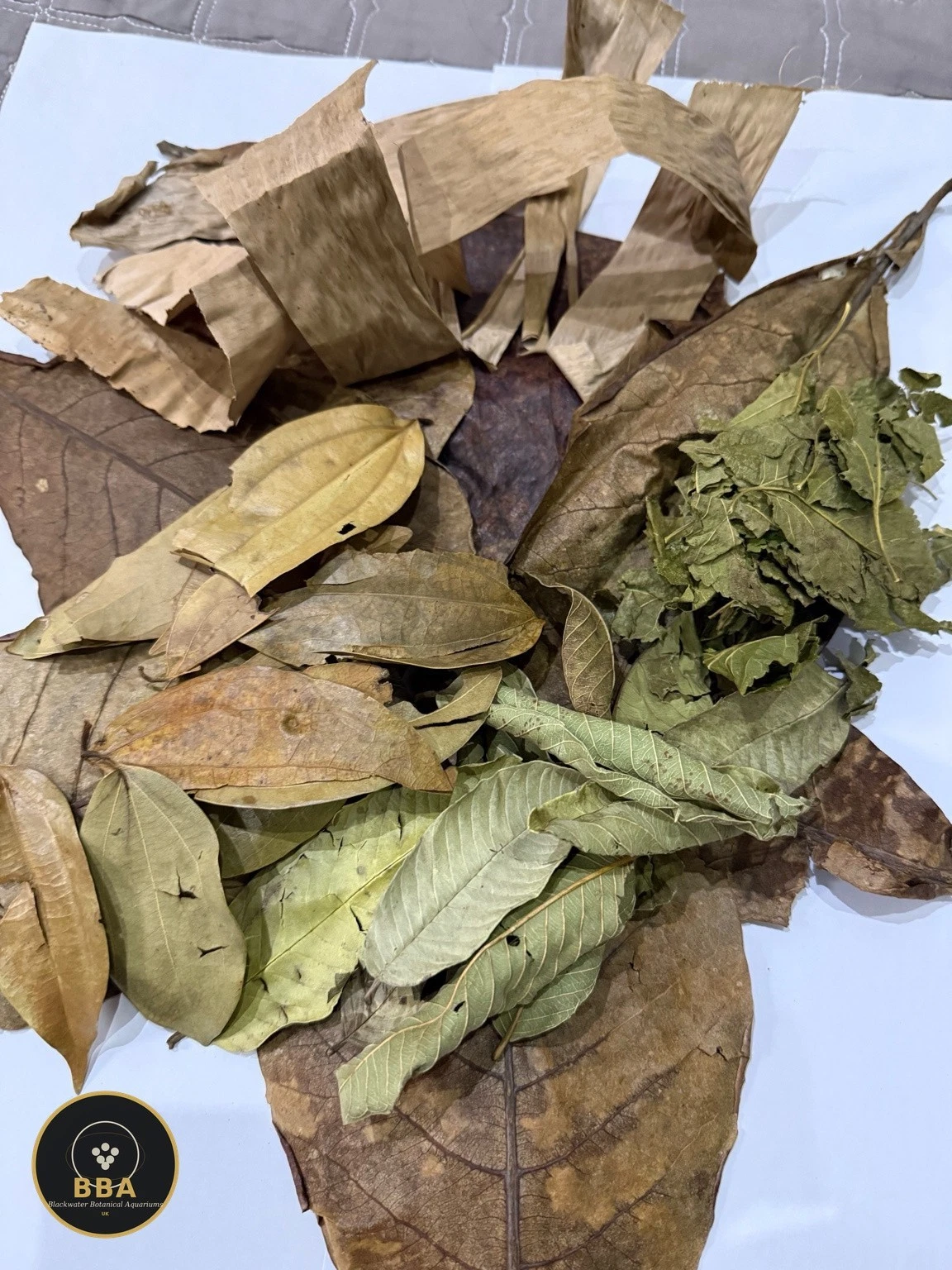 Blackwater Leaf Box – Leaf Litter Starter Mix thumbnail 2