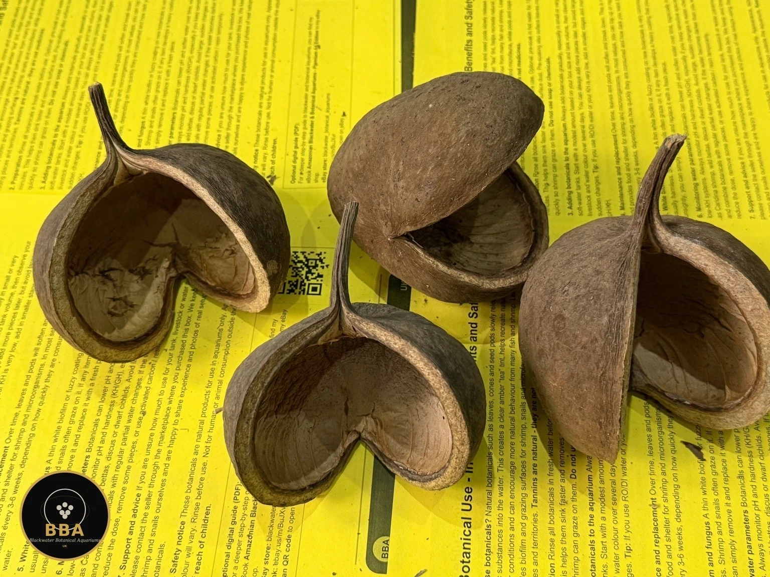 Buddha Nut (Pterygota alata) – Natural Seed Pod thumbnail 2