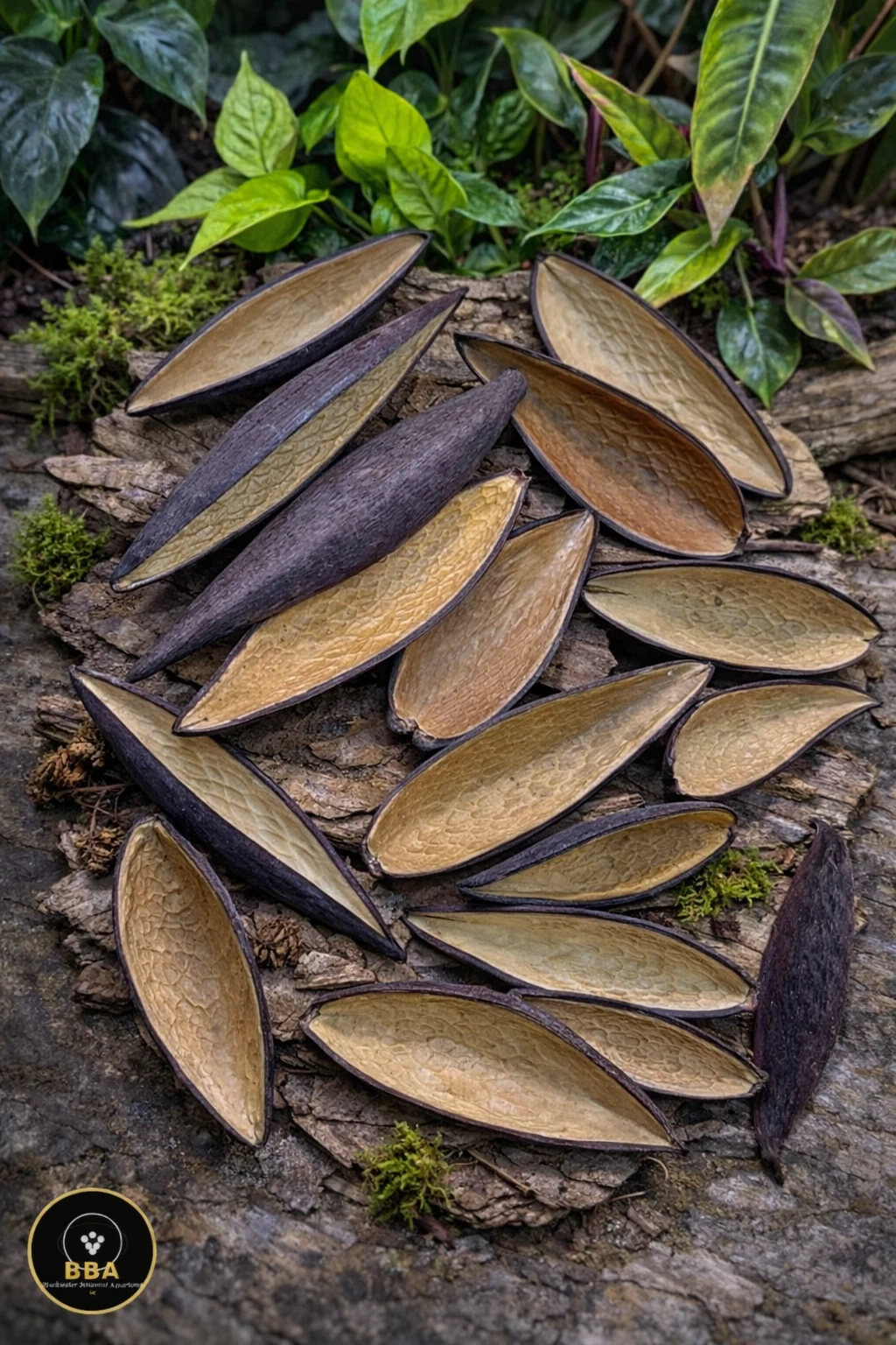 Canoinhas Pods (Funtumia elastica) – Natural Seed Pods
