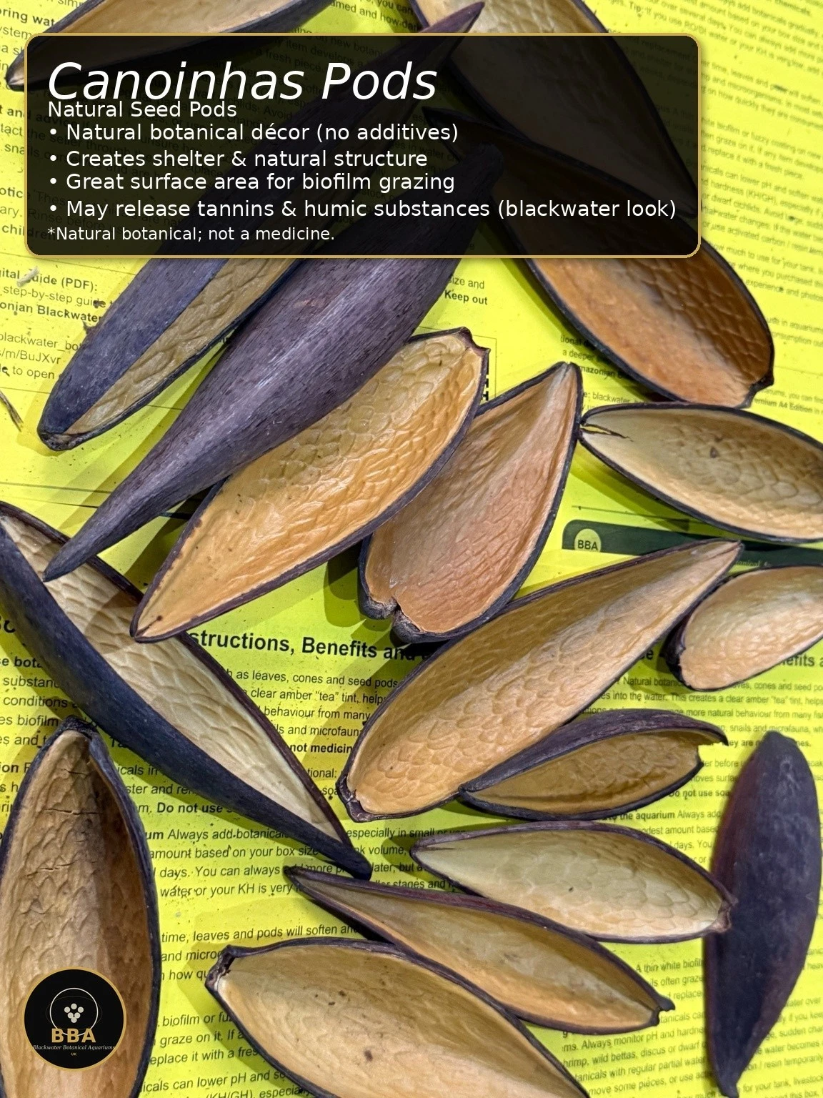 Canoinhas Pods (Funtumia elastica) – Natural Seed Pods thumbnail 2