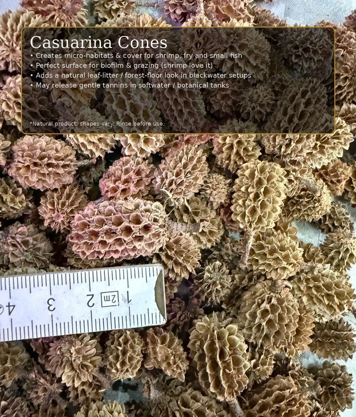Casuarina Cones – Aquarium Botanicals thumbnail 2