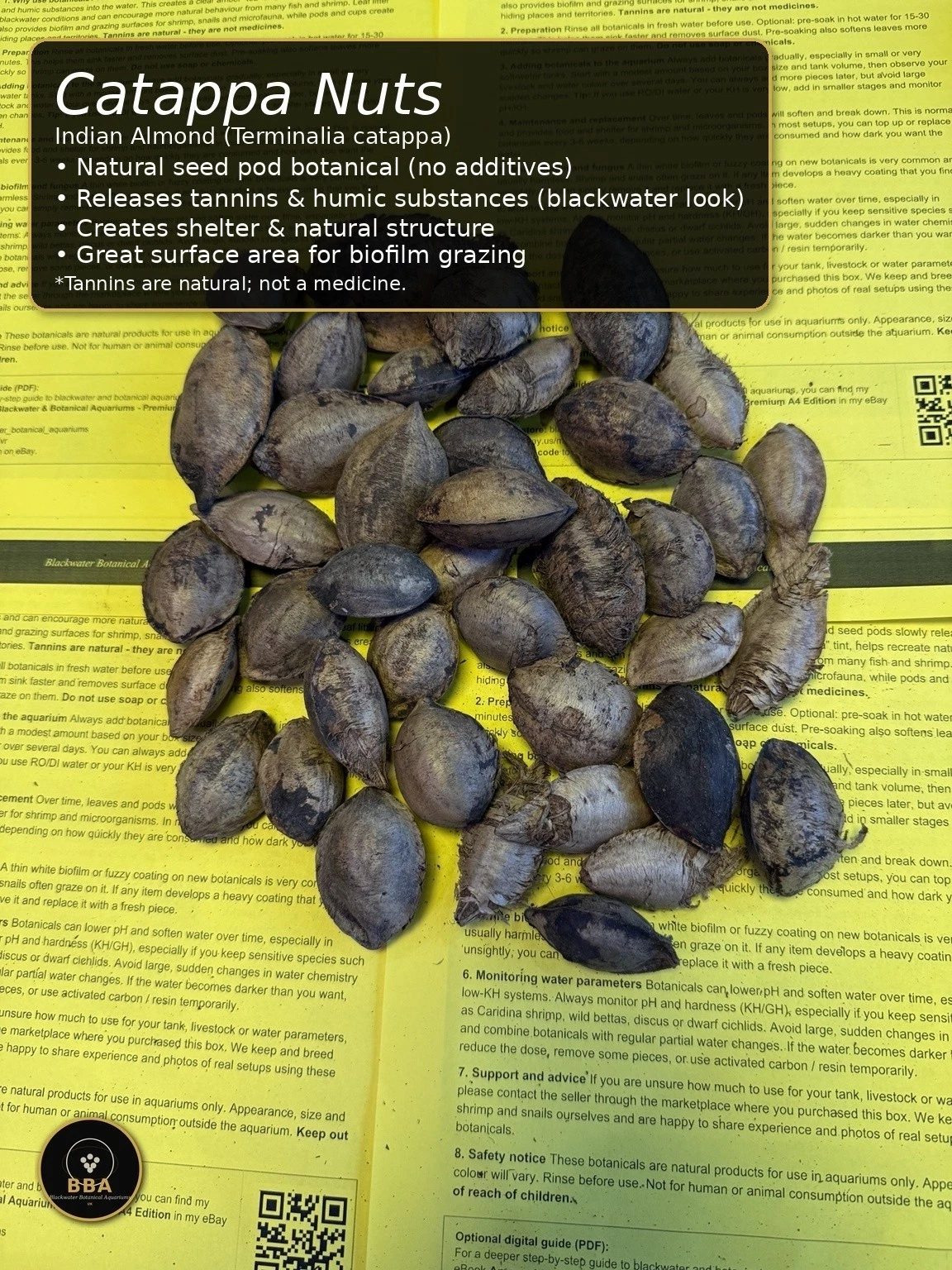 Catappa Nuts (Terminalia catappa) – Natural Seed Pods thumbnail 2