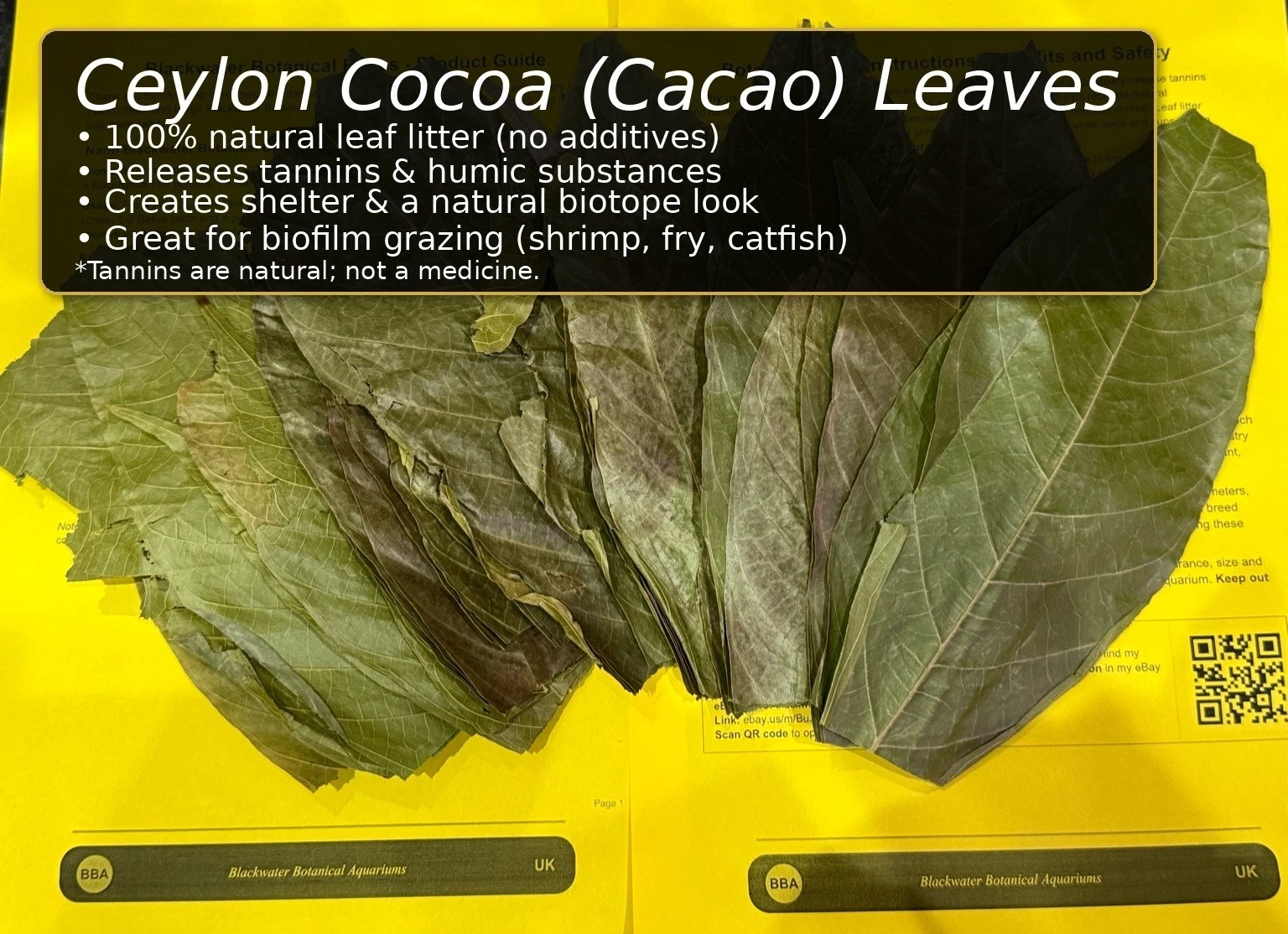 Ceylon Cocoa (Cacao) Leaves – Natural Aquarium Leaf Litter thumbnail 2