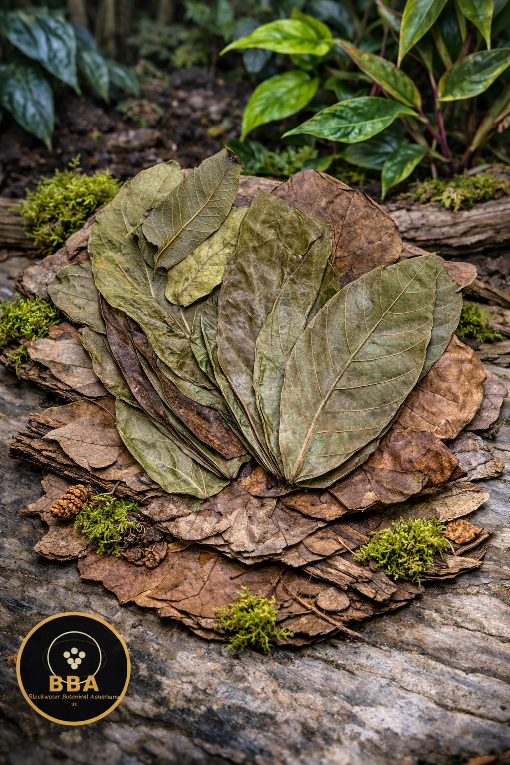 Ceylon Cocoa (Cacao) Leaves – Natural Aquarium Leaf Litter