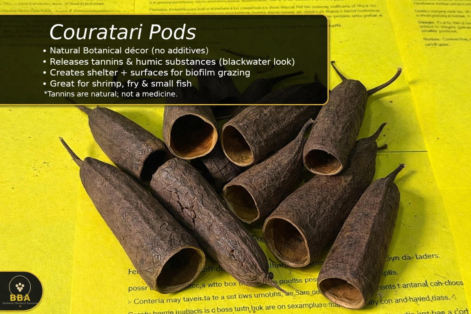Couratari Pods – Natural Botanical Tubes thumbnail 2