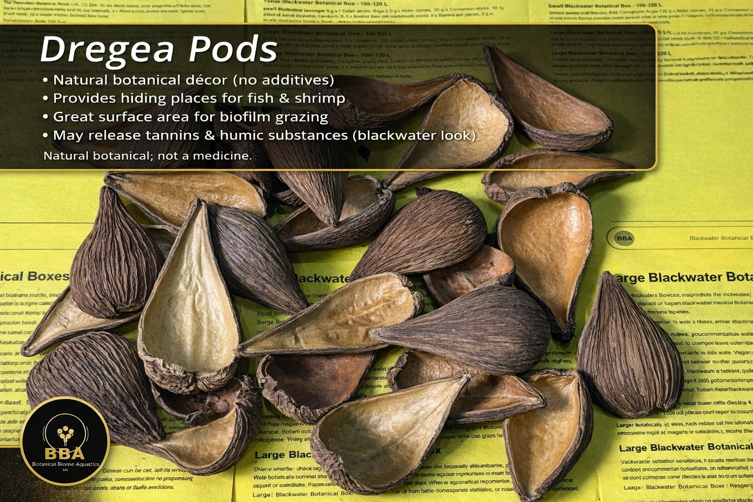 Dregea Pods – Natural Botanical Pods thumbnail 2