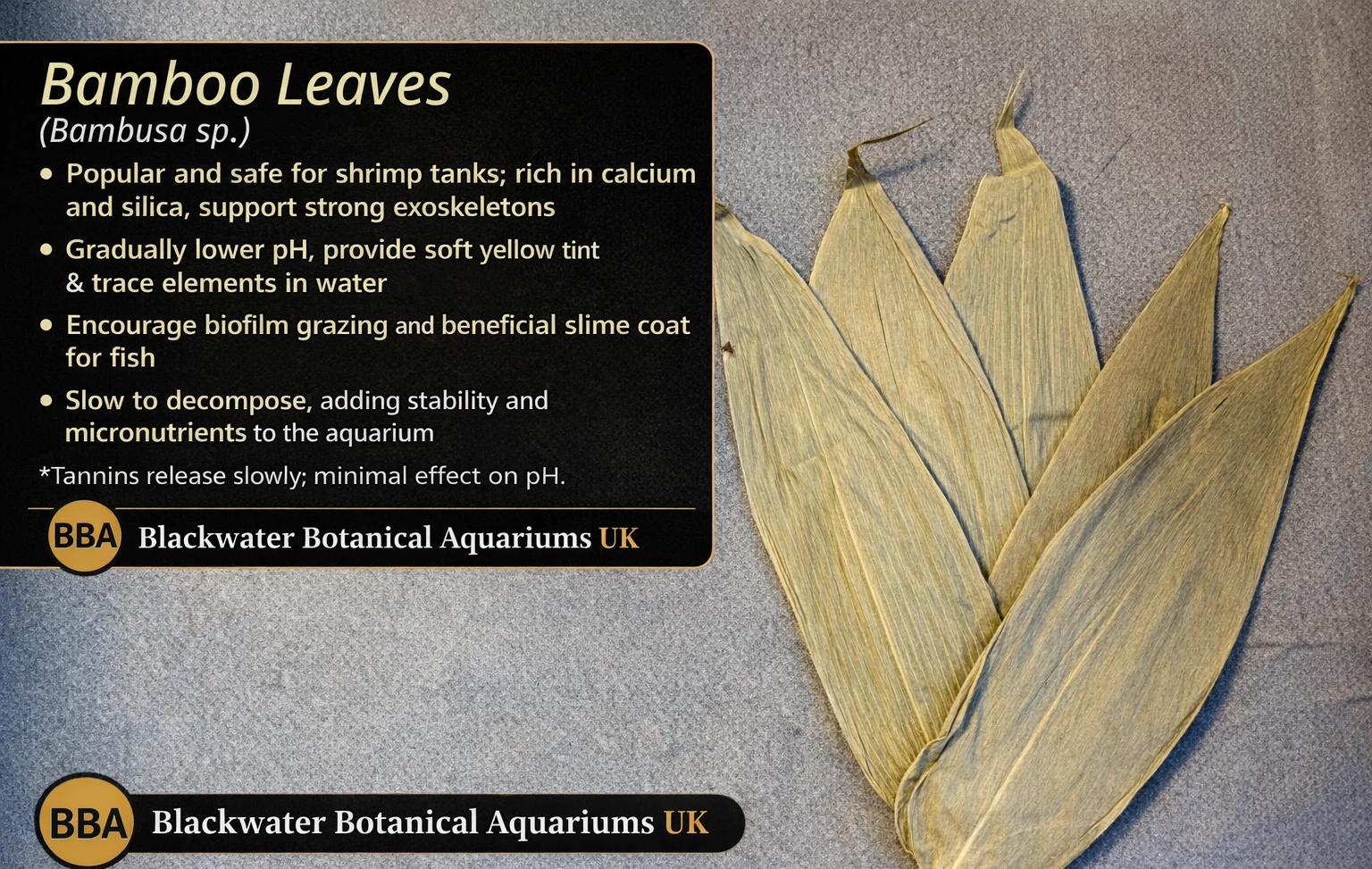 Dried Bamboo Leaves (Bambusa sp.) – Premium Shrimp & Blackwater Botanical thumbnail 2