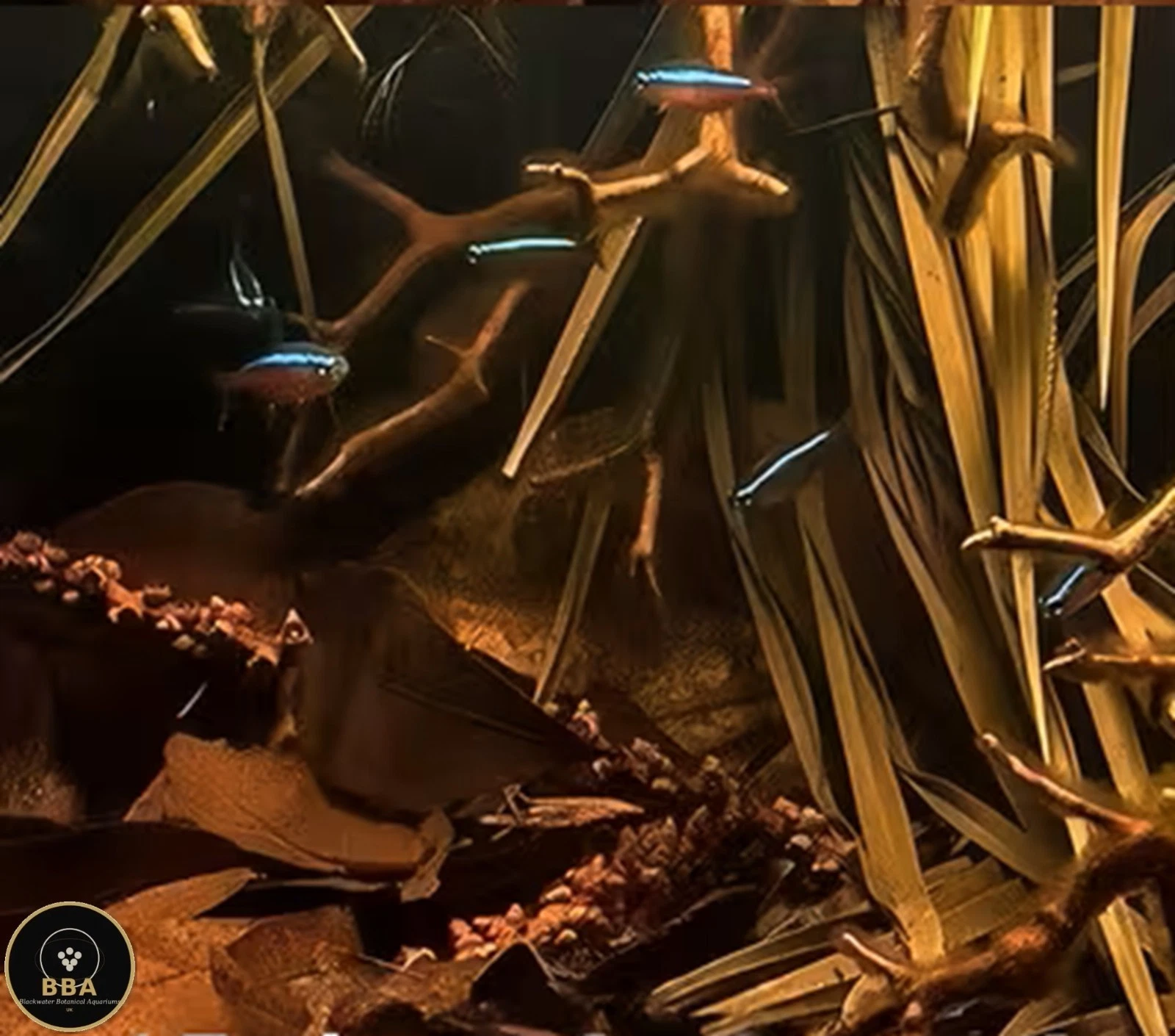 Dried Cinnamon Leaves – Natural Aquarium Leaf Litter thumbnail 4