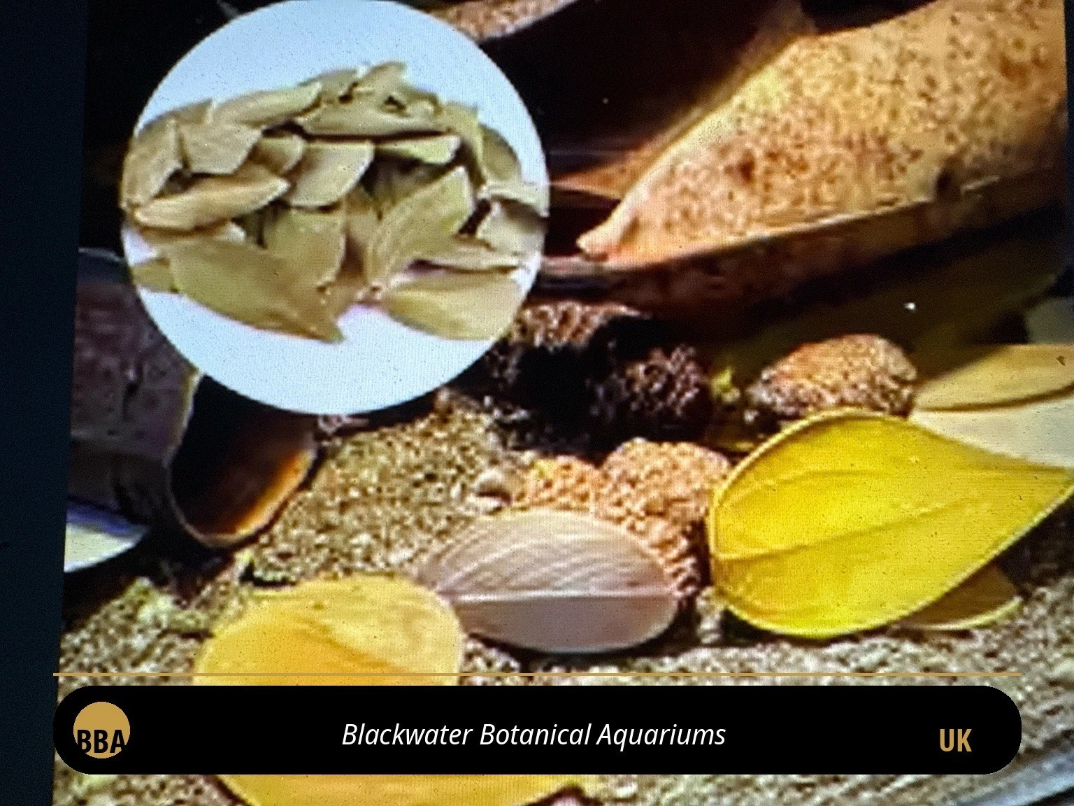 Dried Terminalia catappa Leaves – Aquarium Leaf Litter thumbnail 2