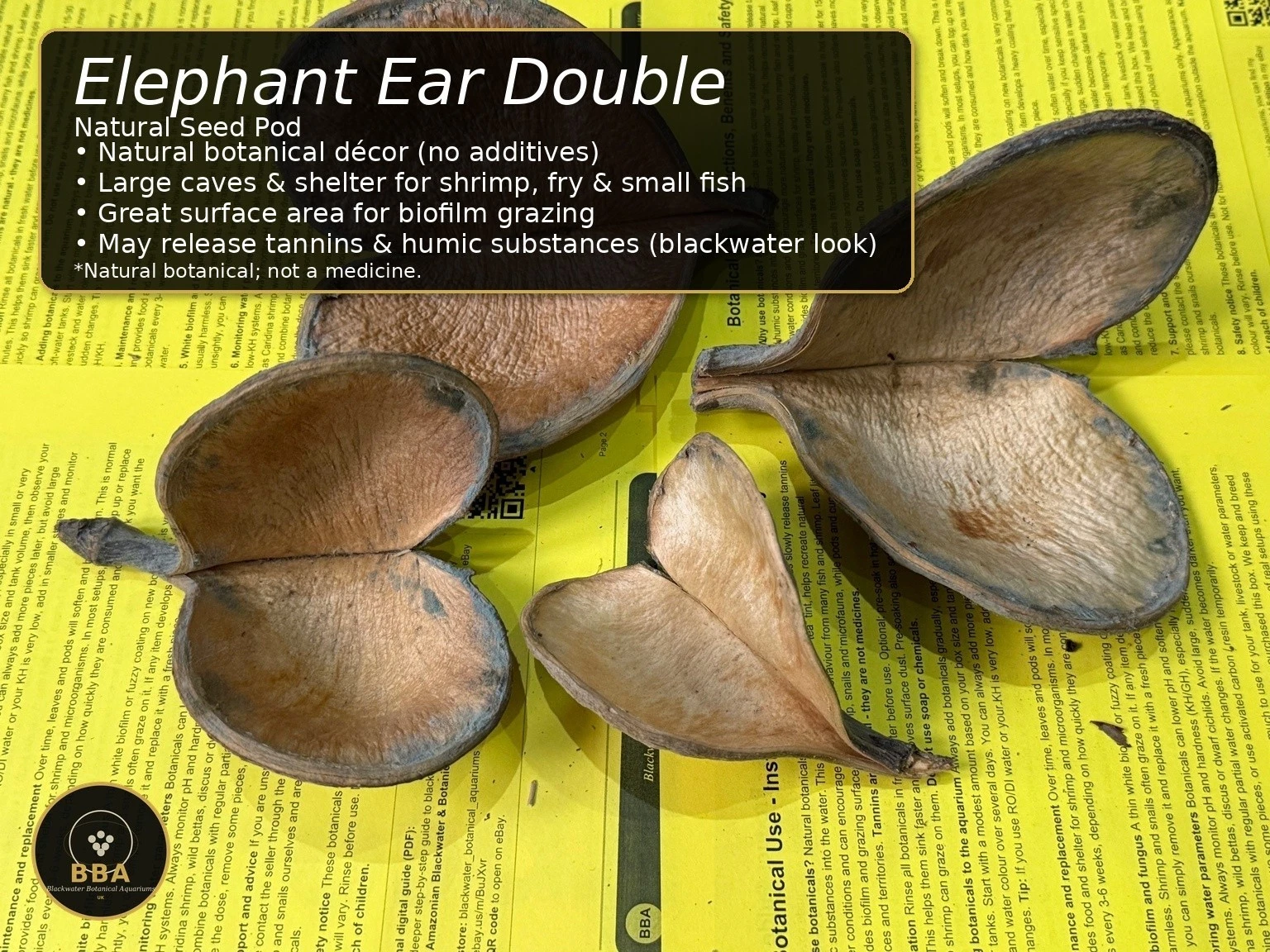 Elephant Ear Double (Xylia xylocarpa) – Natural Seed Pod thumbnail 2