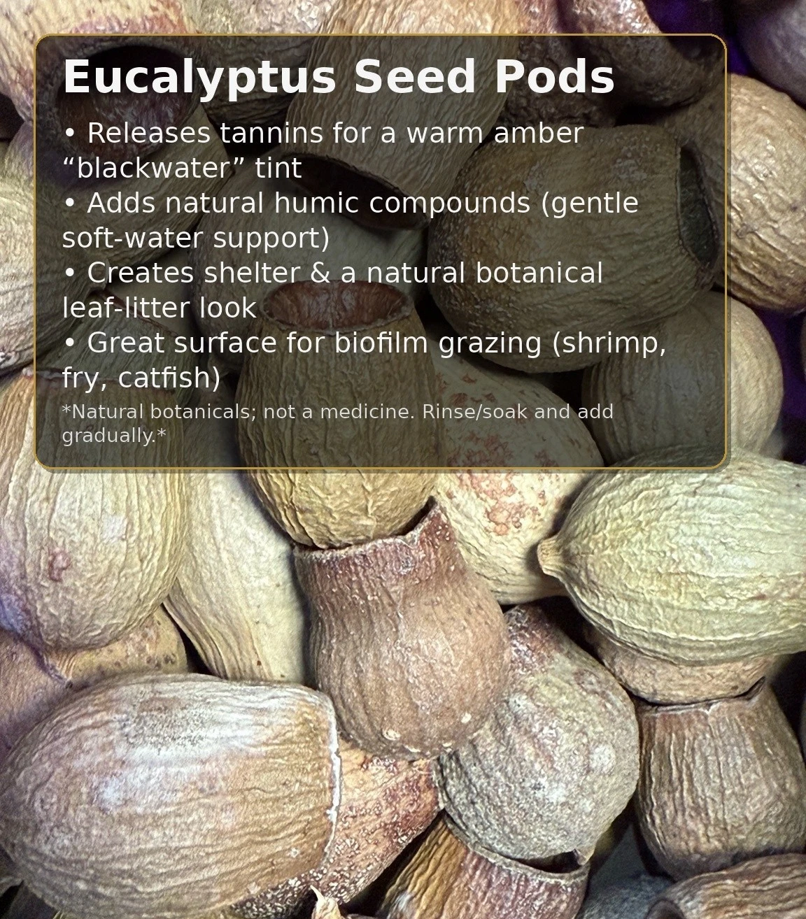 Eucalyptus Bell Pods / Eucalyptus Fruit Pods thumbnail 2