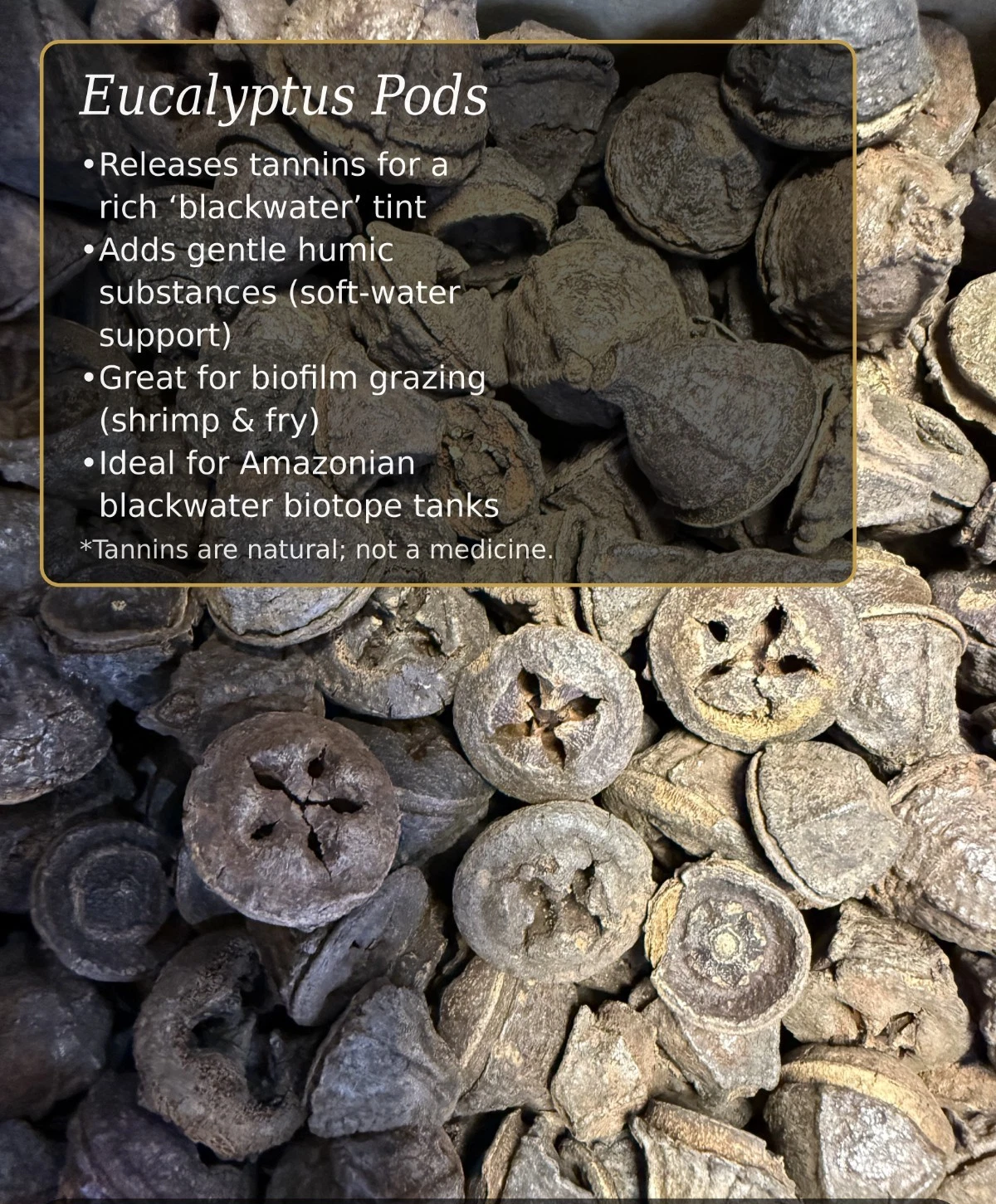 Eucalyptus Fruit Buttons thumbnail 2