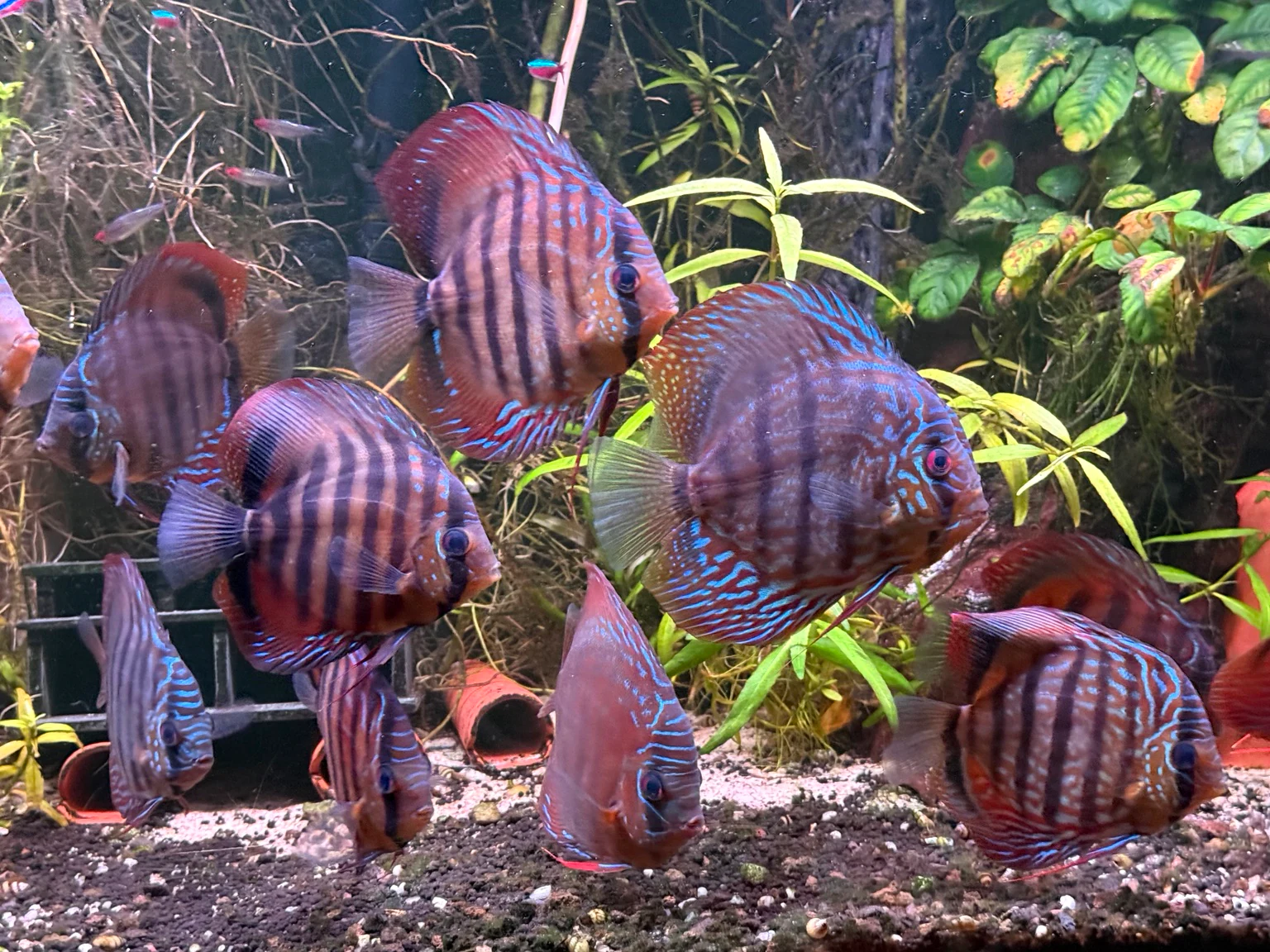Group of owner-bred F1 Blue Heckel × Cuipeuá discus from the current available stock.