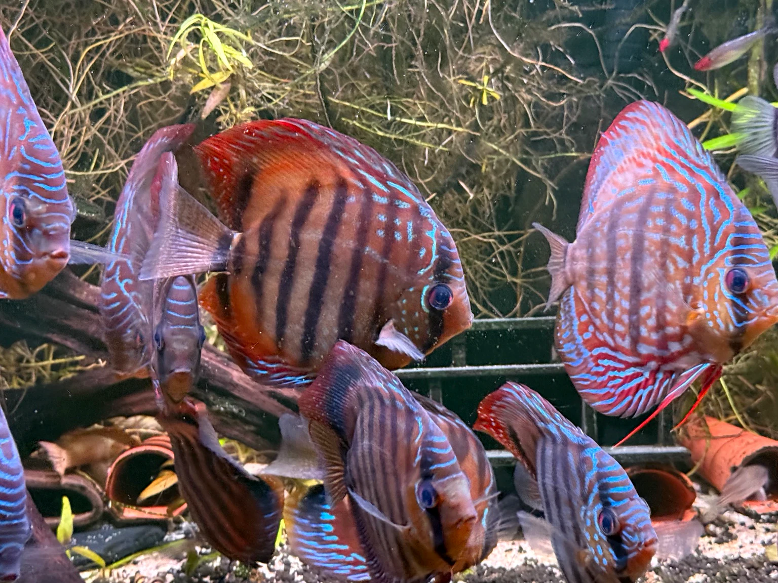 Current F1 discus group showing varied red, blue and striped patterning.