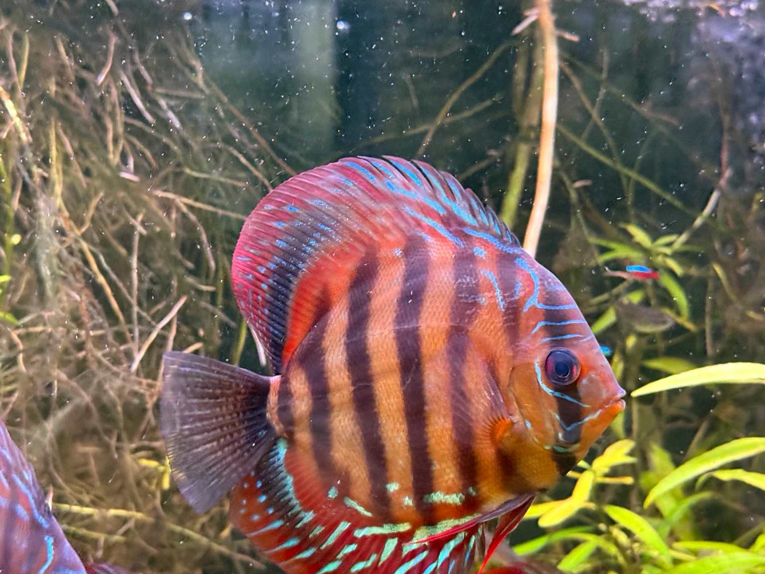 Close view of a red and blue striped discus from the current group.