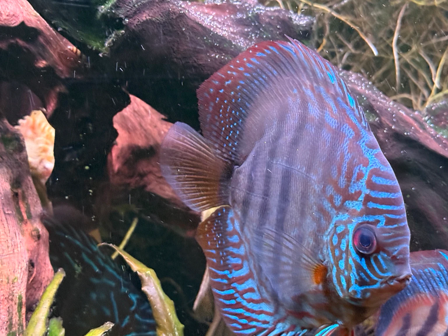 Blue-patterned discus from the current available group.