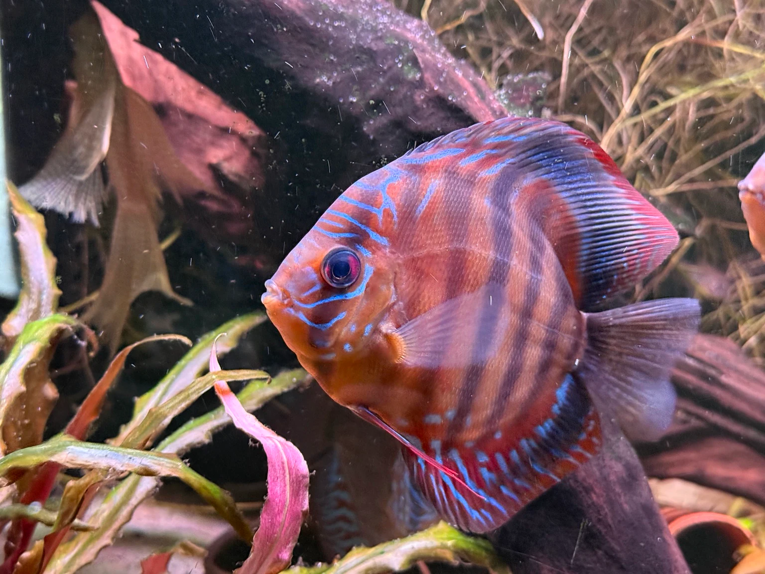 Side profile showing the natural body form of one current discus.
