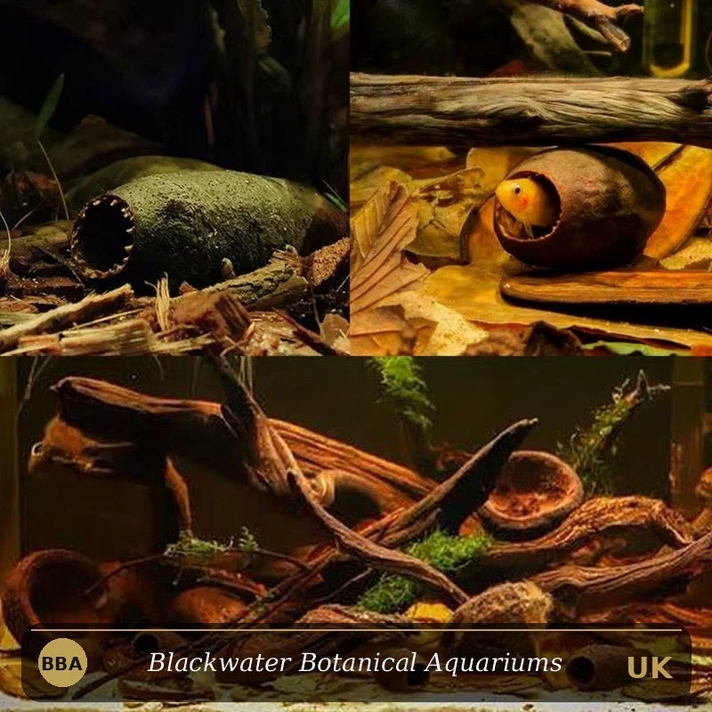 Jequitiba Pod / Savu Pod thumbnail 4
