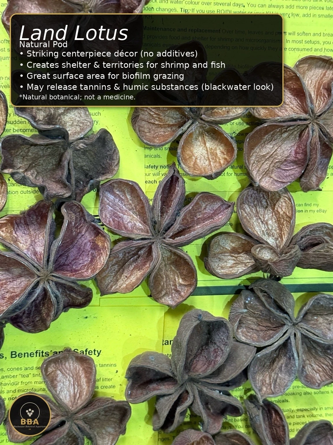 Land Lotus (Sterculia foetida) – Natural Botanical Pod thumbnail 2