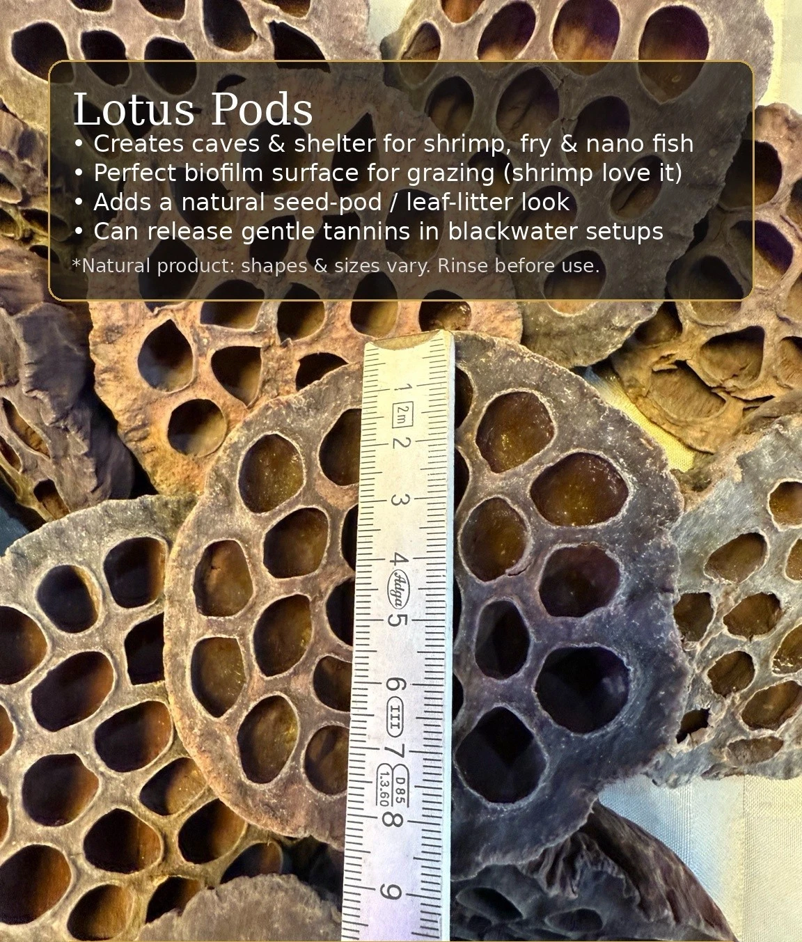 Lotus Seed Pods – Aquarium Botanicals thumbnail 2