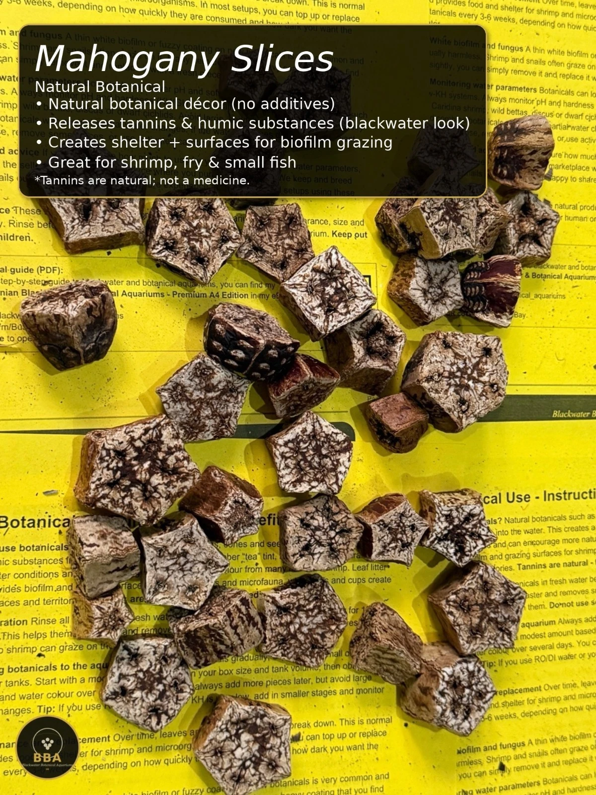 Mahogany Slices (Swietenia spp.) – Natural Botanical Slices thumbnail 2
