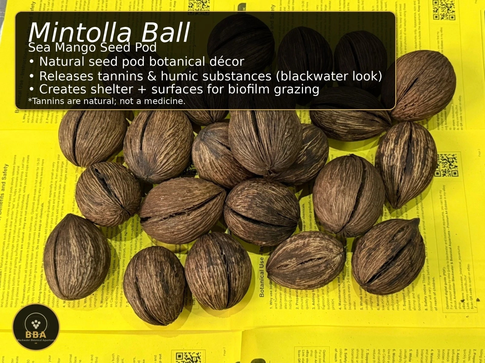 Mintolla Ball (Cerbera odollam) – Natural Seed Pod thumbnail 2